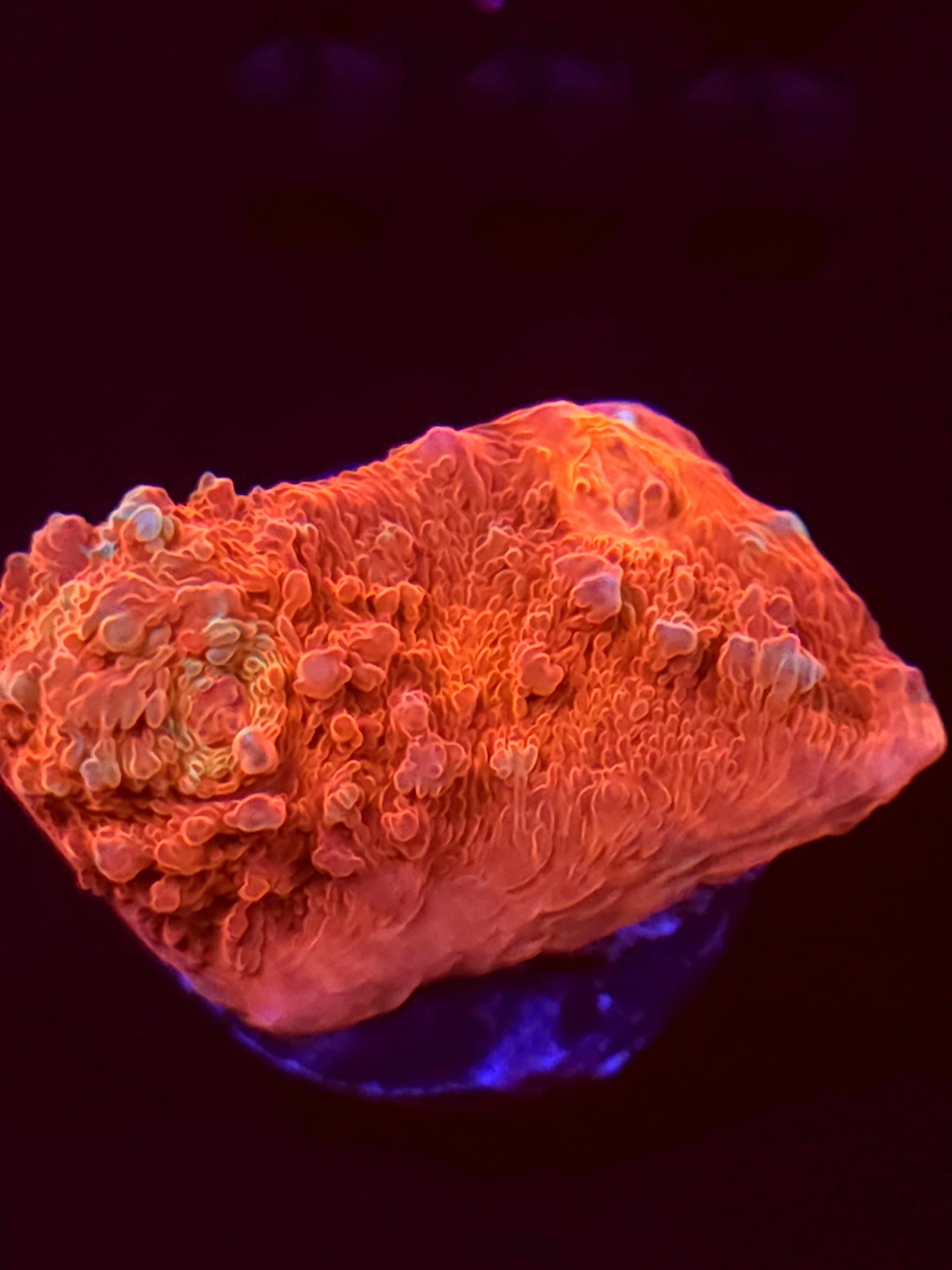 SBB "Mystery Signature" Encruster Large