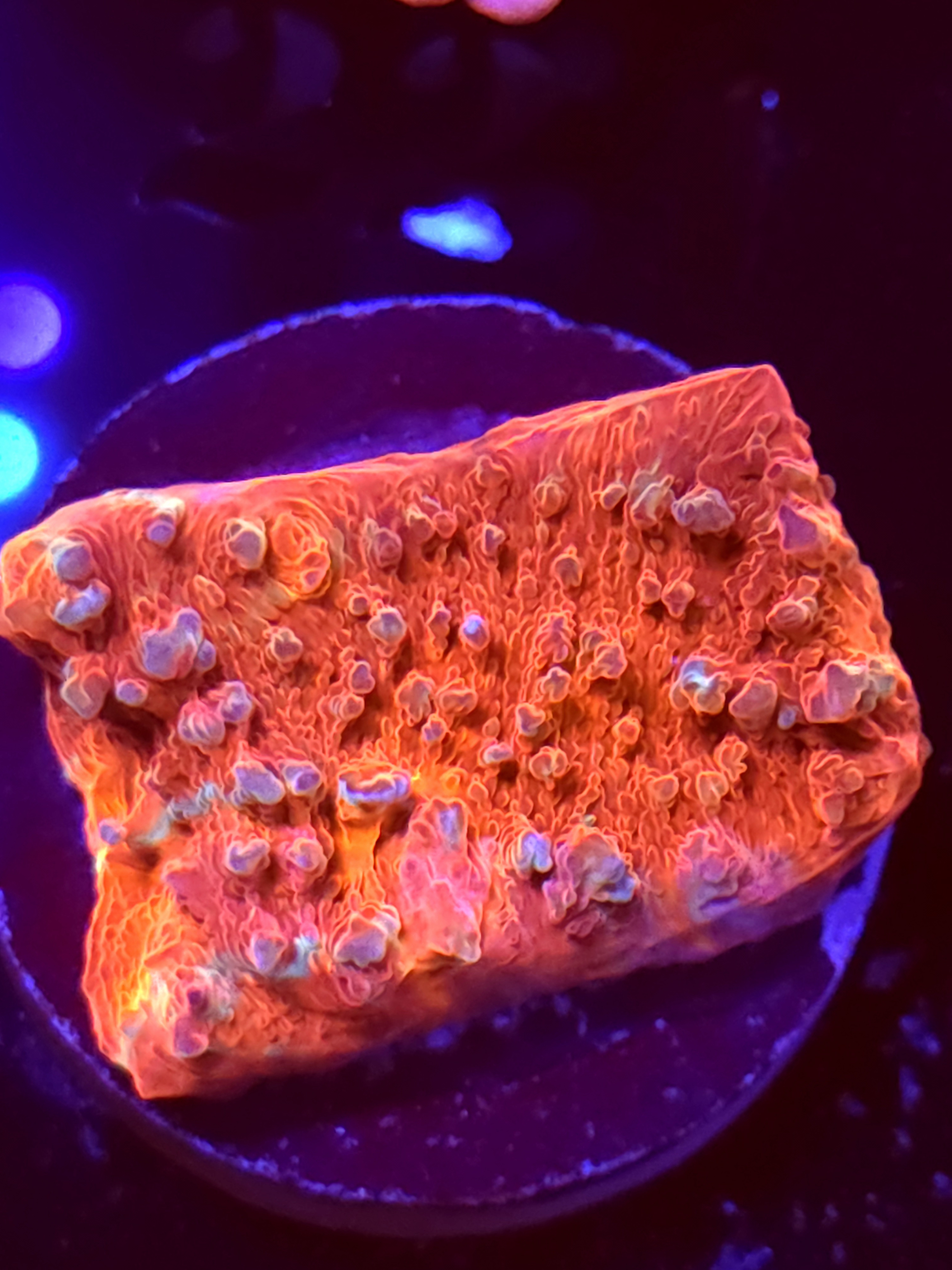 SBB "Bubble Pop" Encruster Large