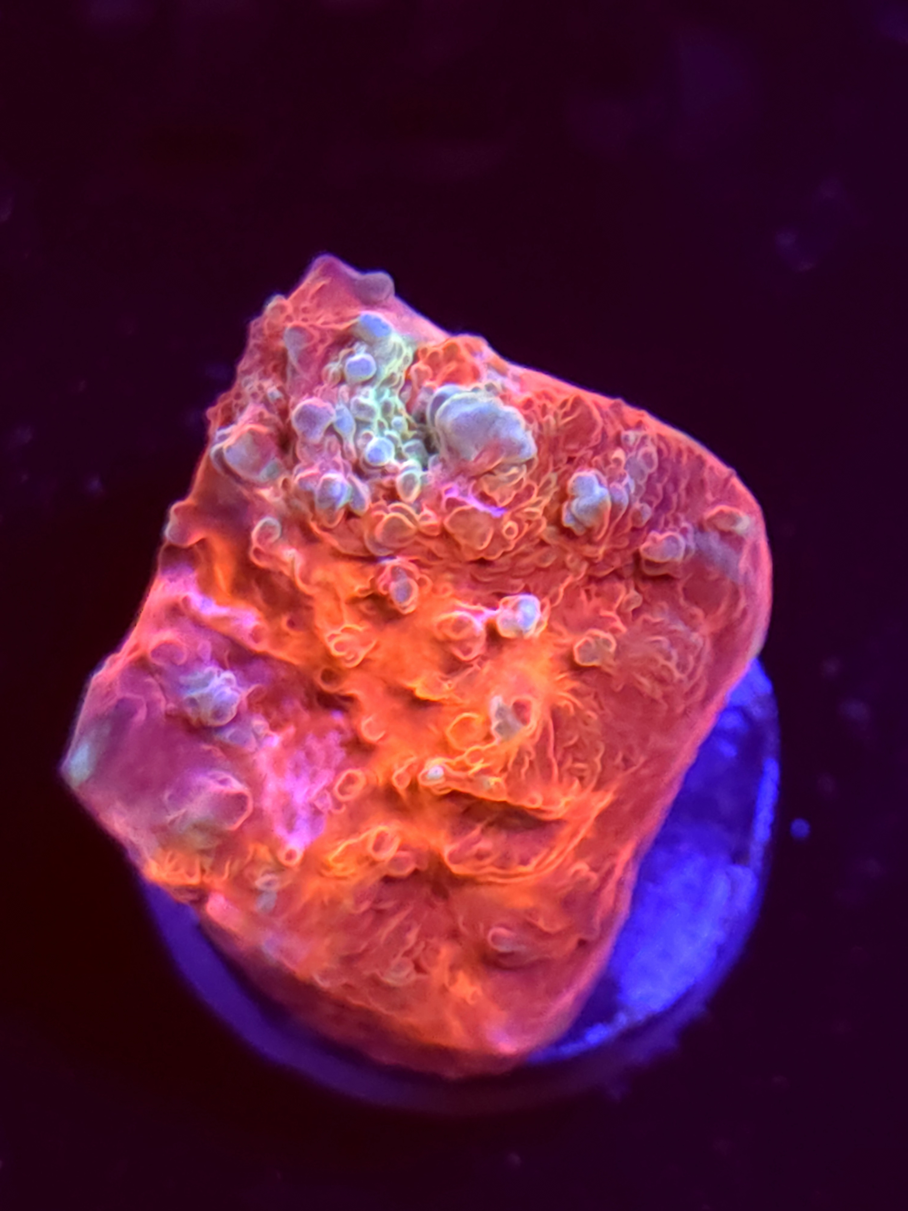 SBB "Bubble Pop" Encruster Large