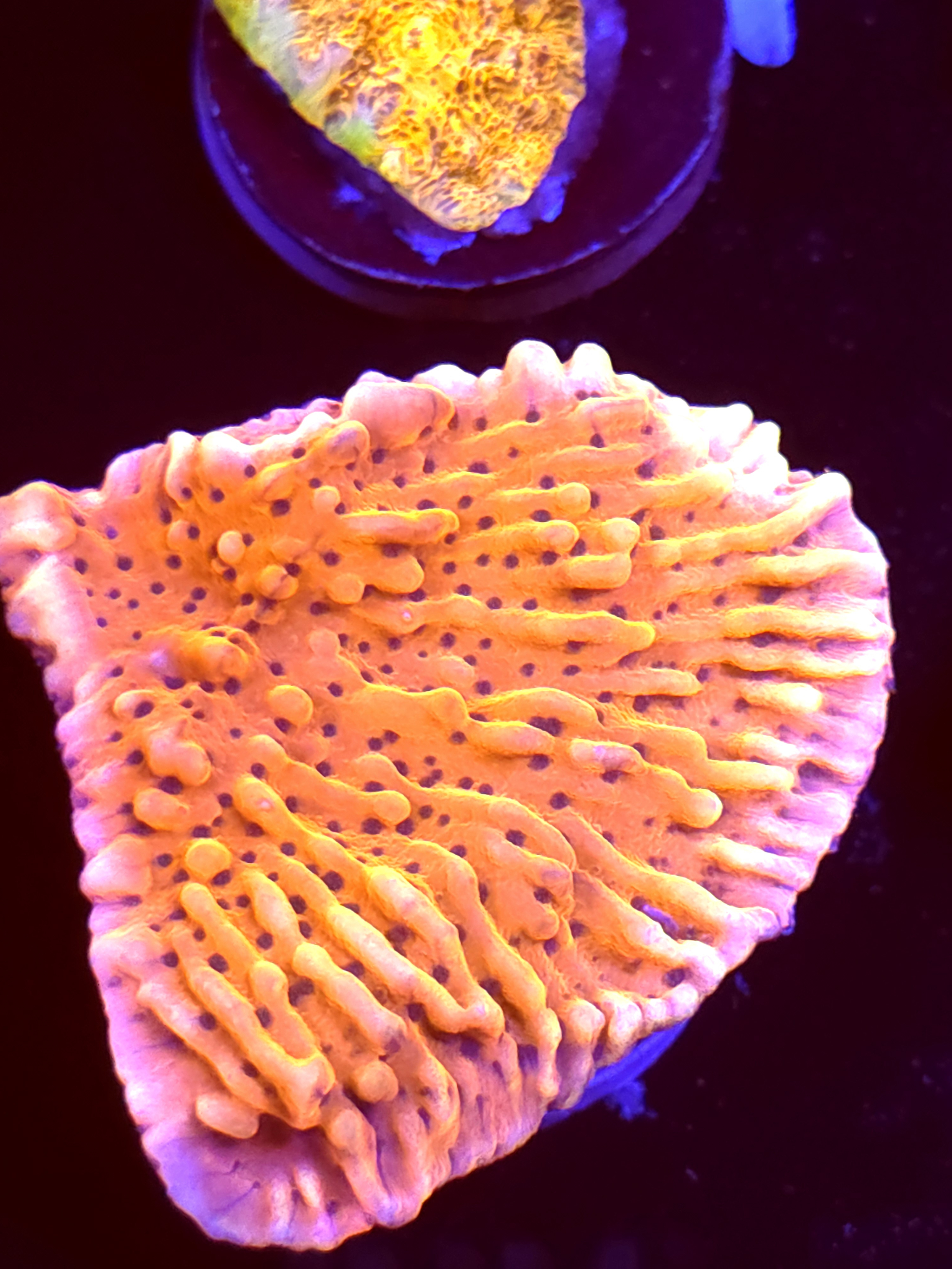 SBB "Cherry Tree" Monti Large