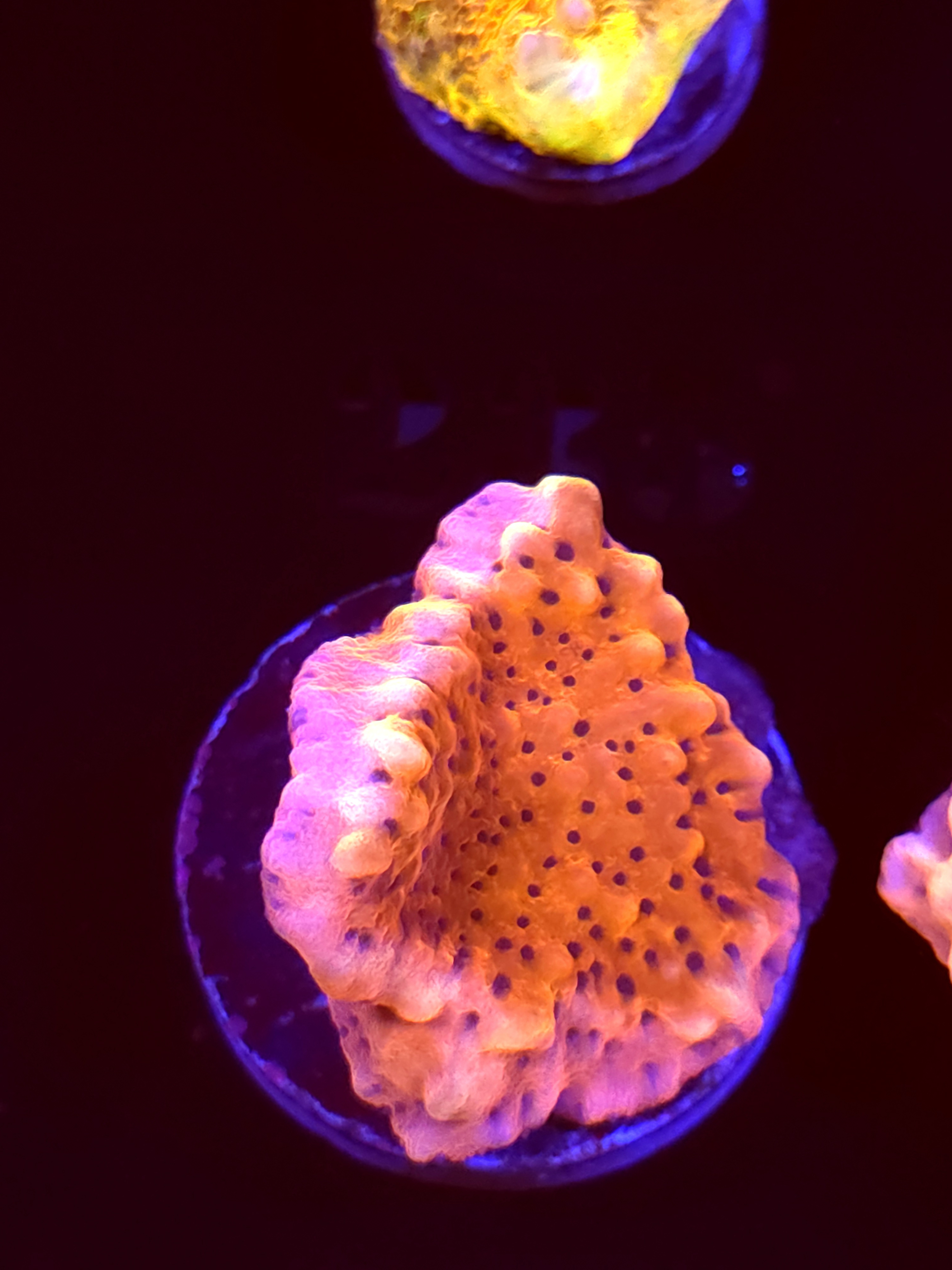 SBB "Cherry Tree" Monti Medium