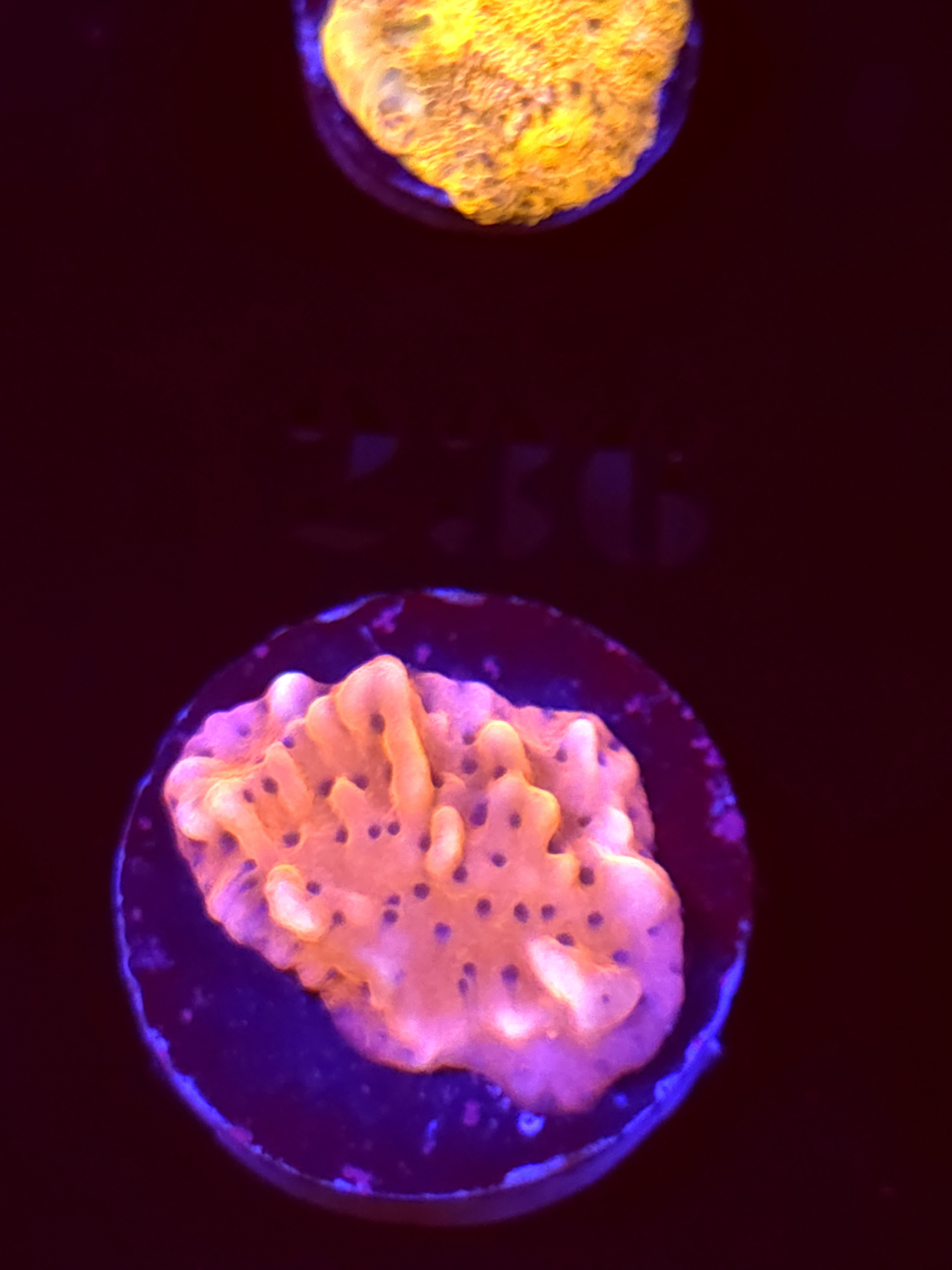 SBB "Cherry Tree" Monti Small