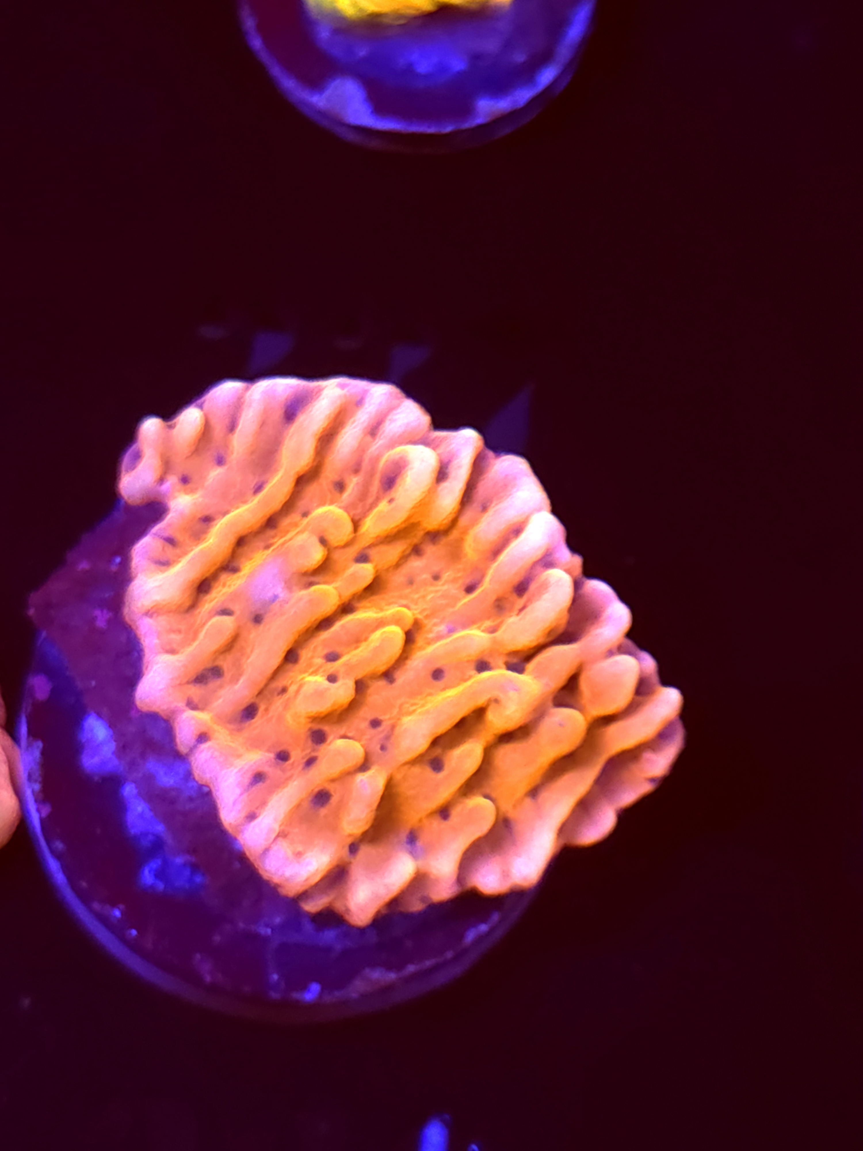 SBB "Mystery Signature" Monti Medium