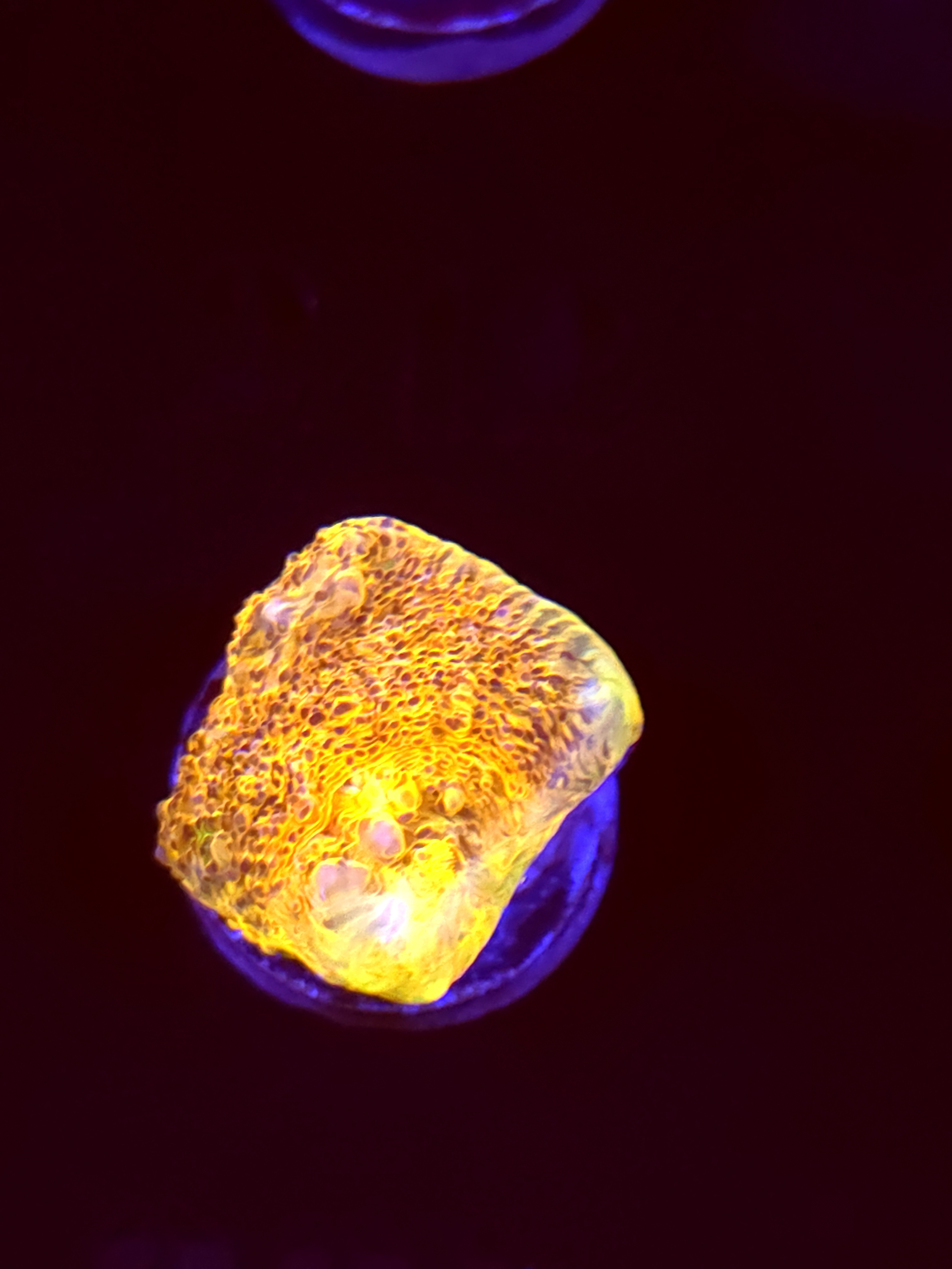 SBB "Mystery Signature" Encruster Medium