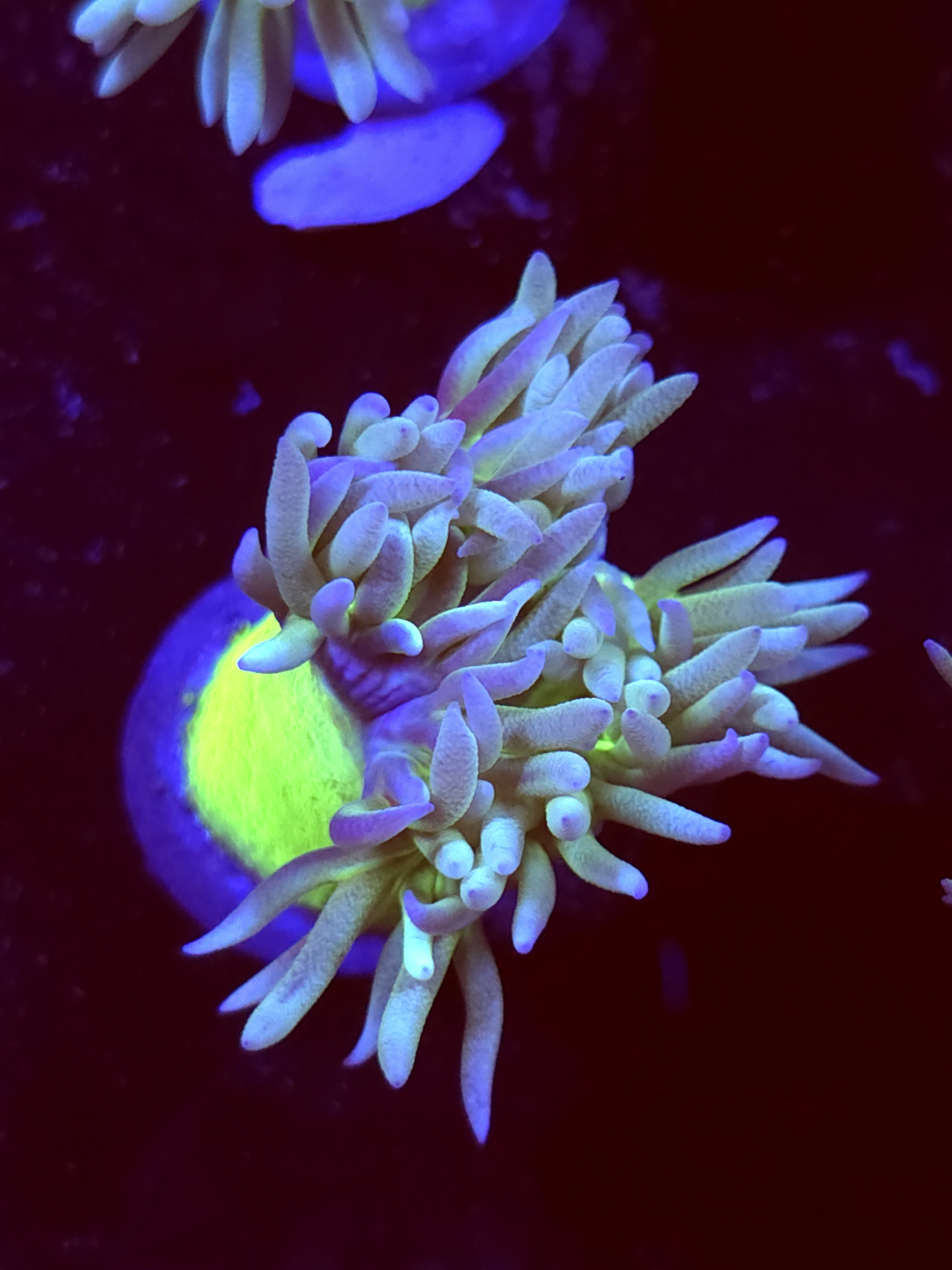 SBB " Duncan Coral" Duncan 1 Head