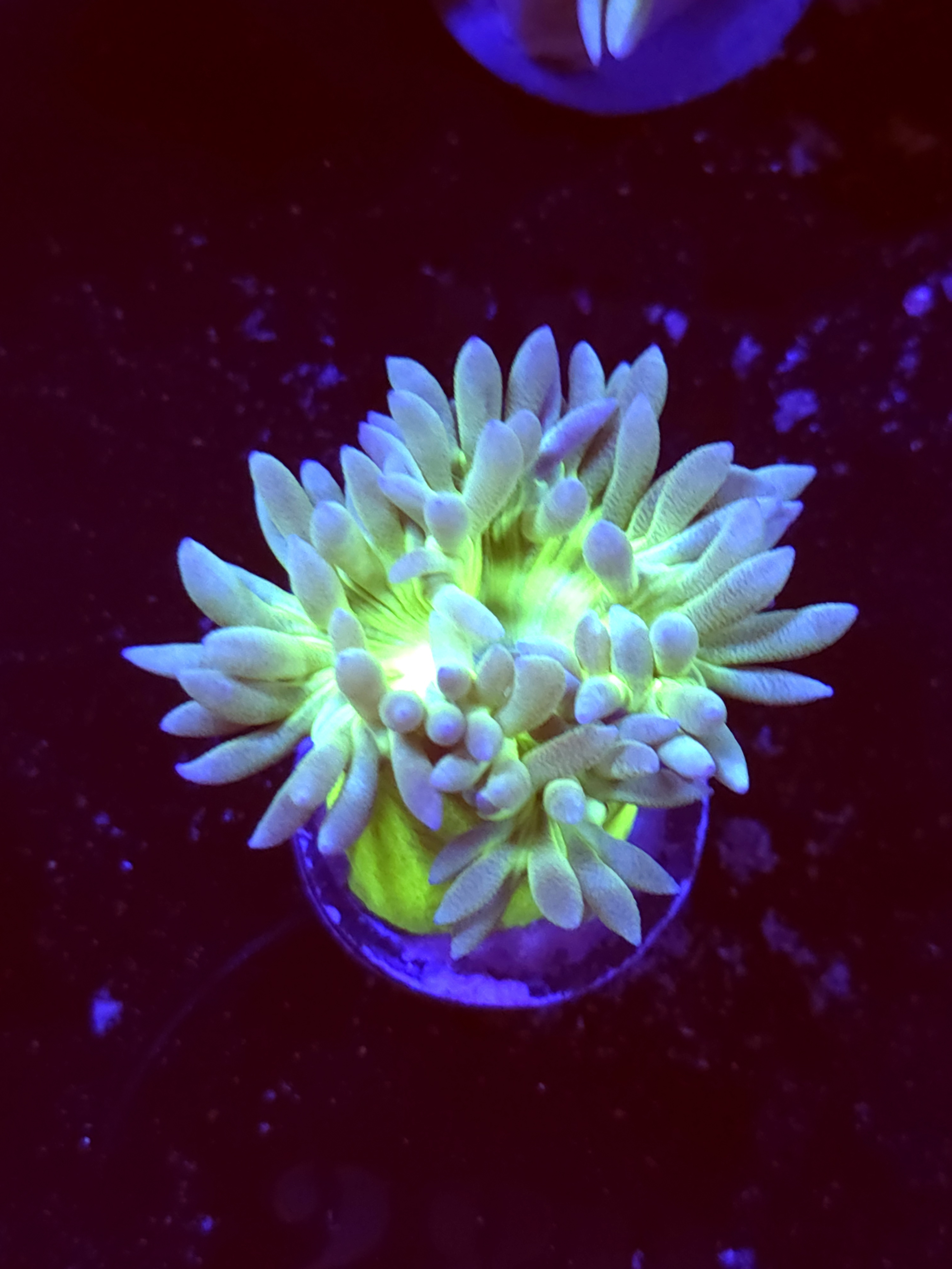 SBB " Mystery Signature" Duncan 1 Head