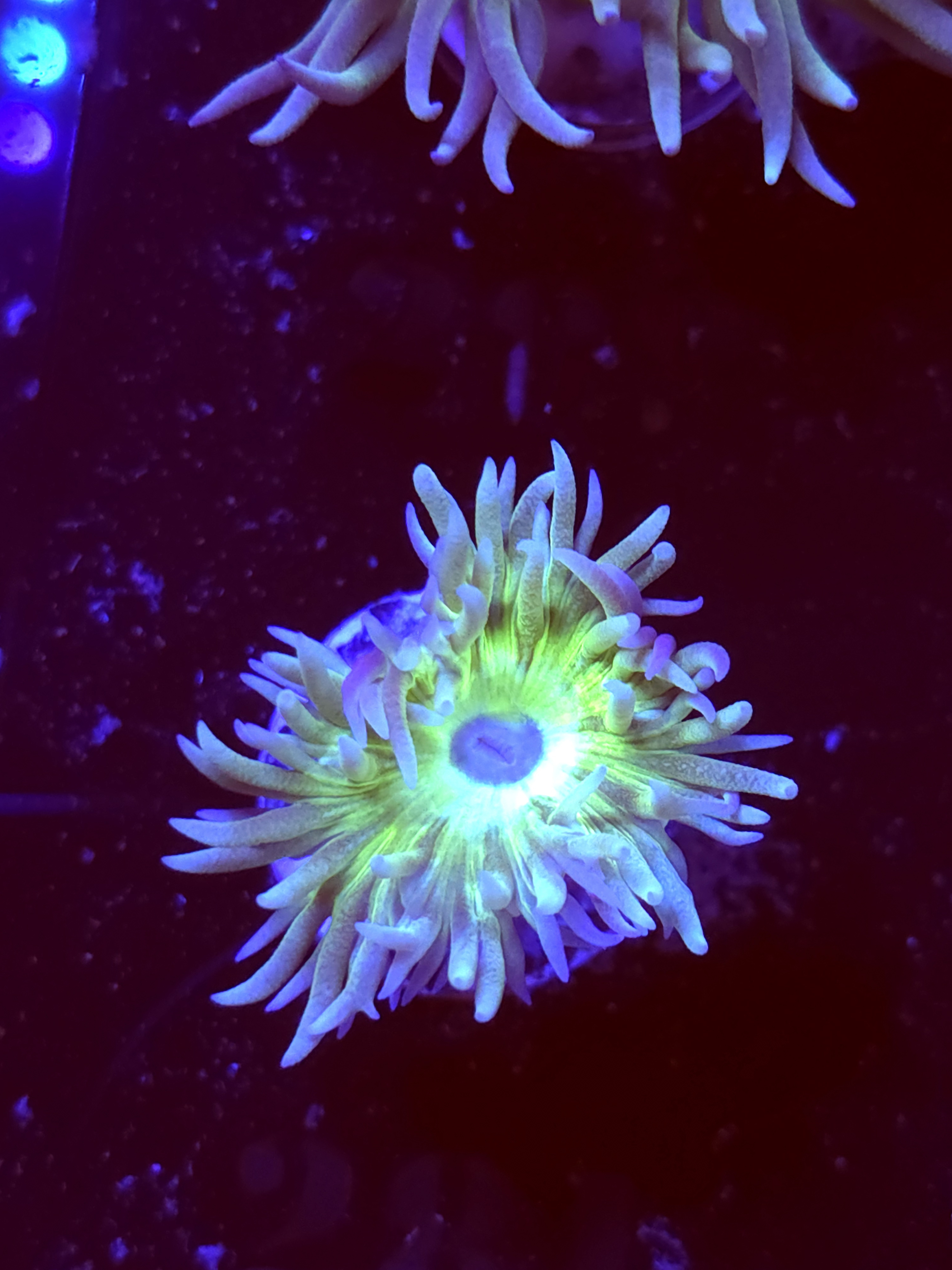 SBB " Duncan Coral" Duncan 1 Head