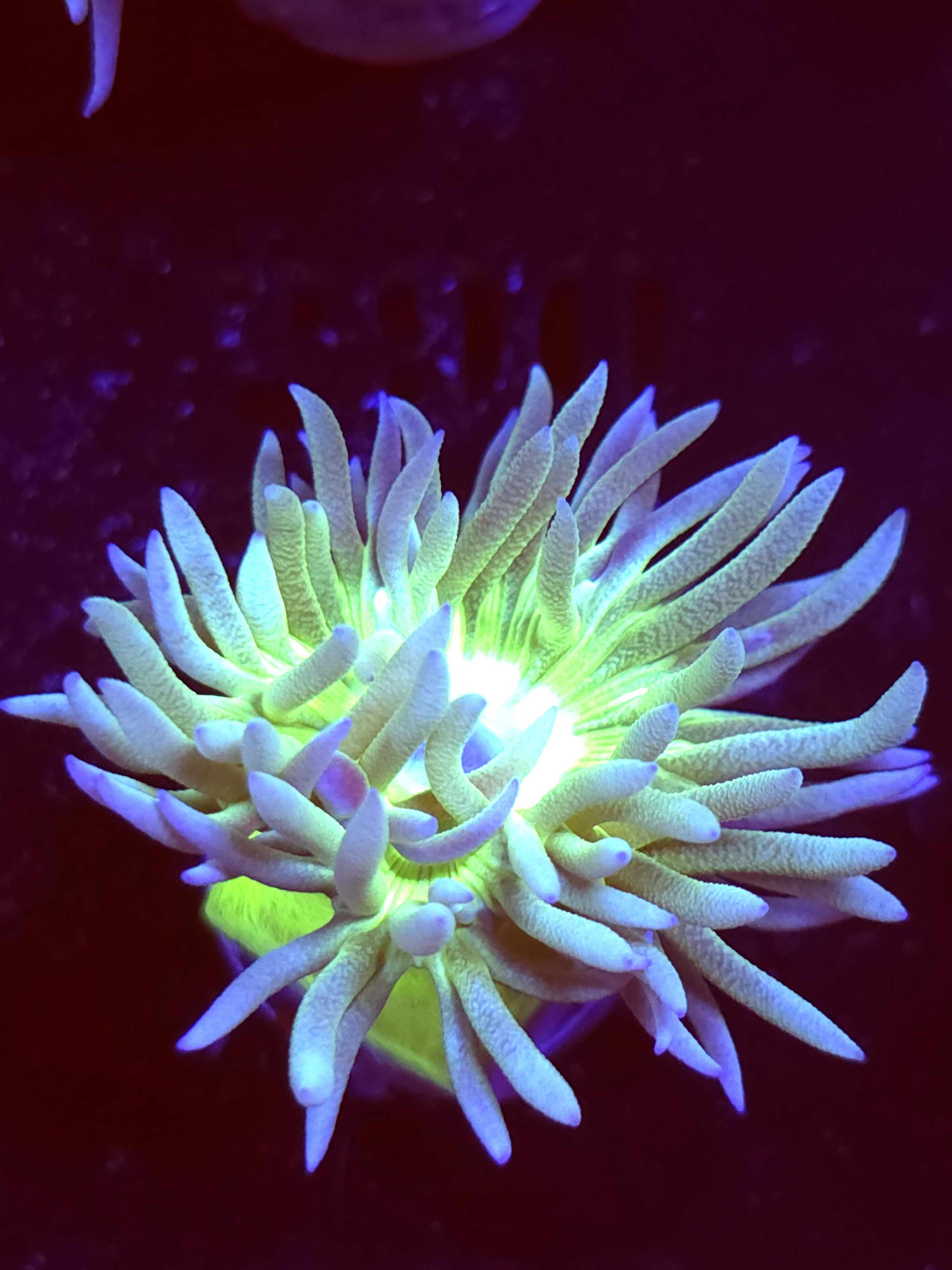 SBB " Duncan Coral" Duncan 1 Head