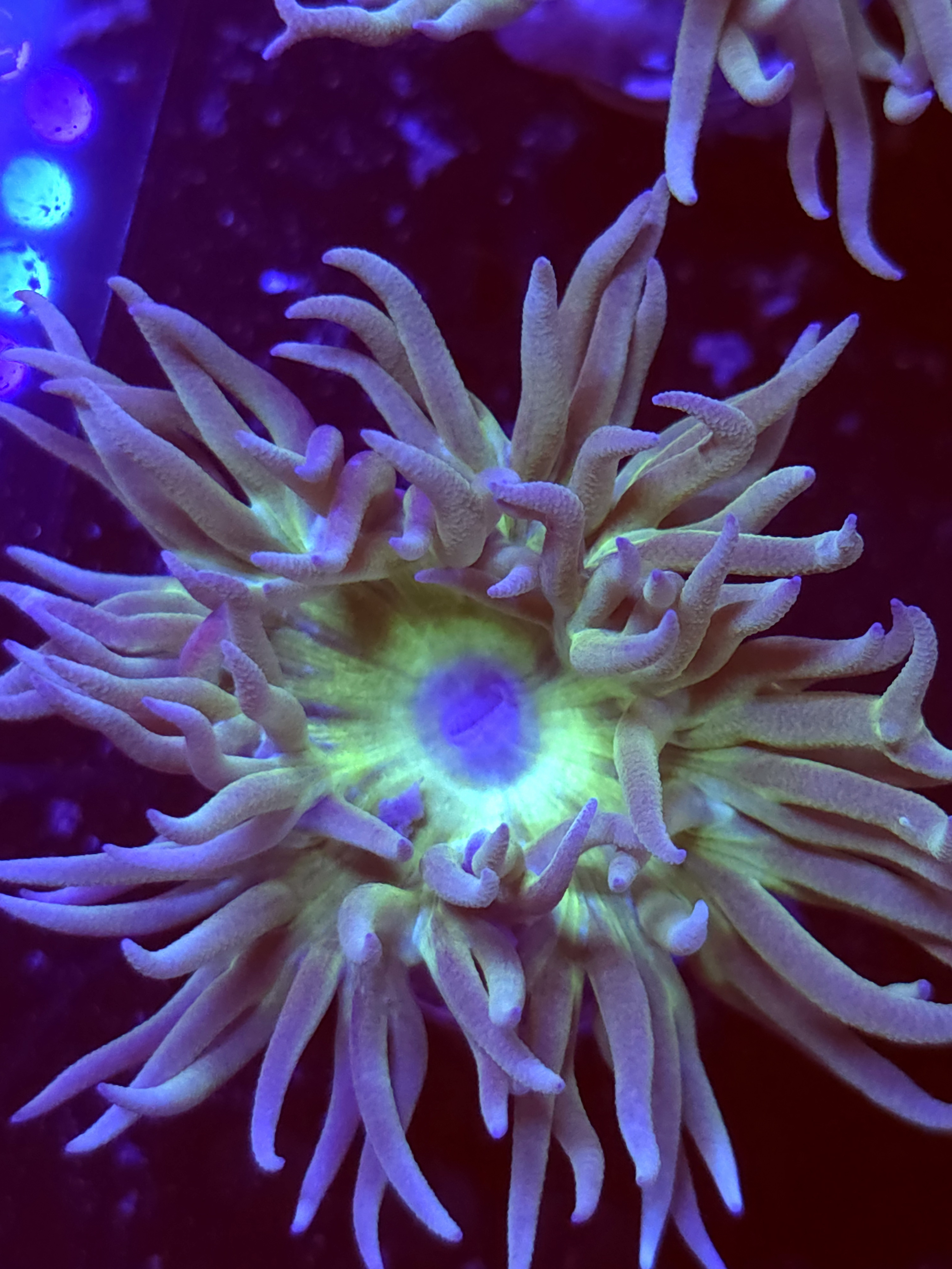 SBB " Duncan Coral" Duncan 1 Head