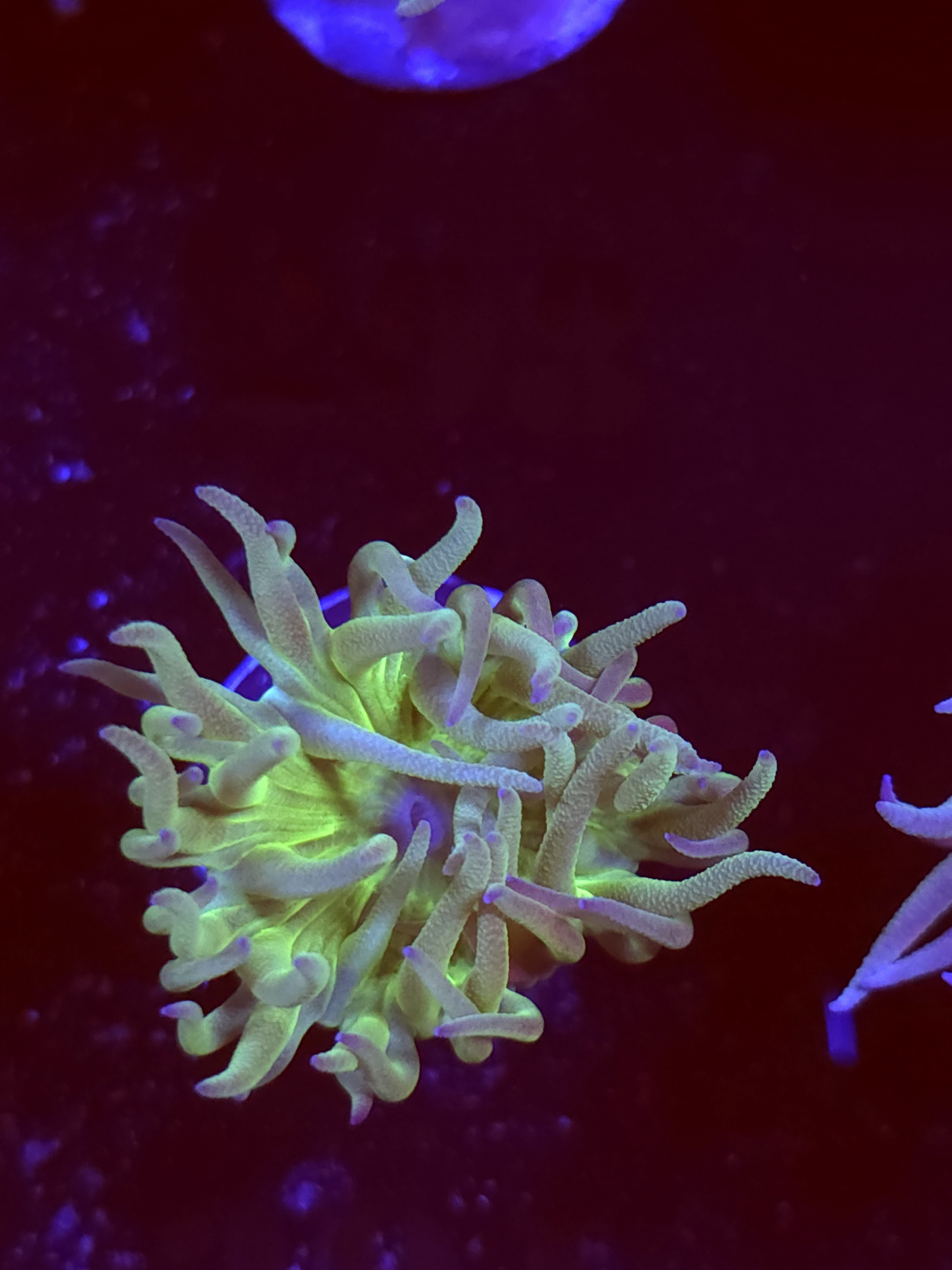 SBB " Duncan Coral" Duncan 1 Head