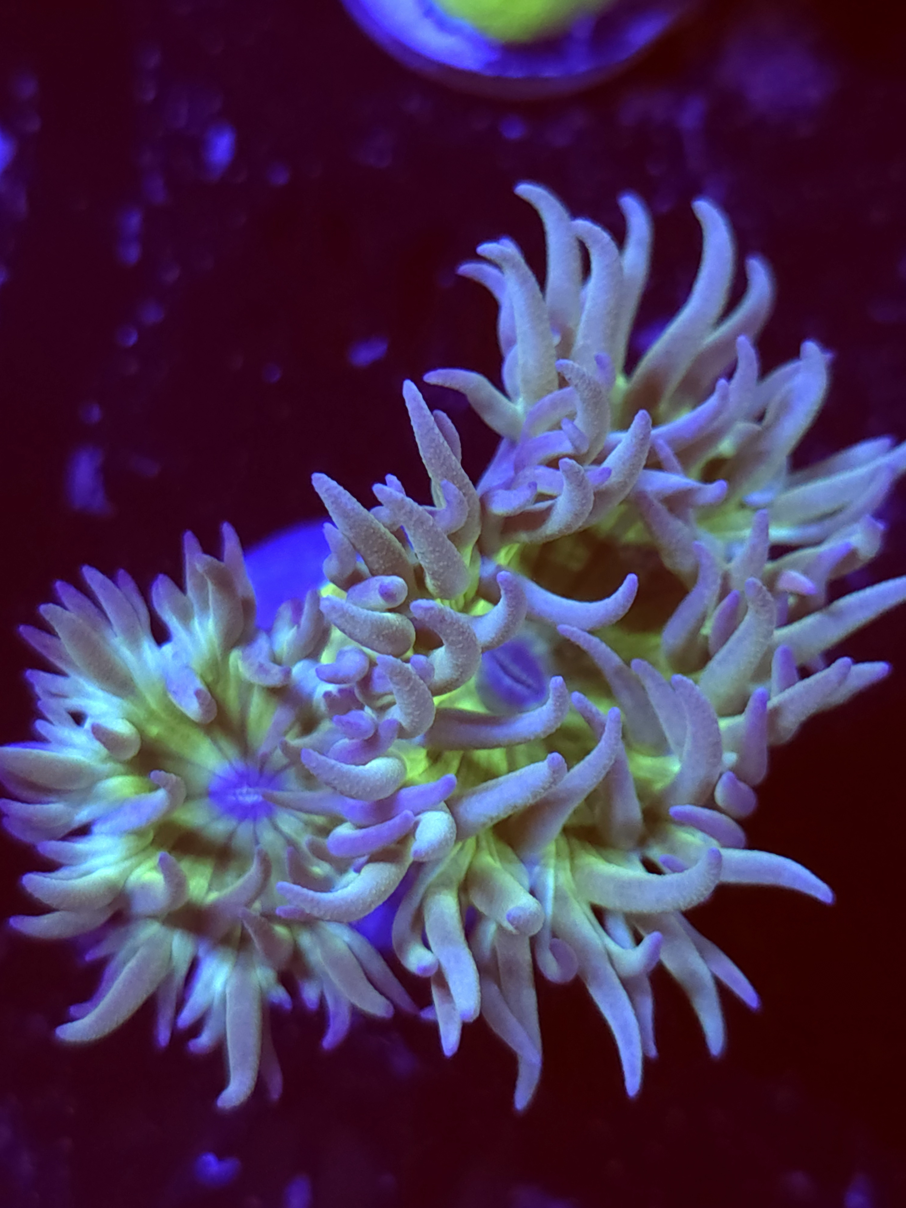 SBB " Duncan Coral" Duncan 1 Head