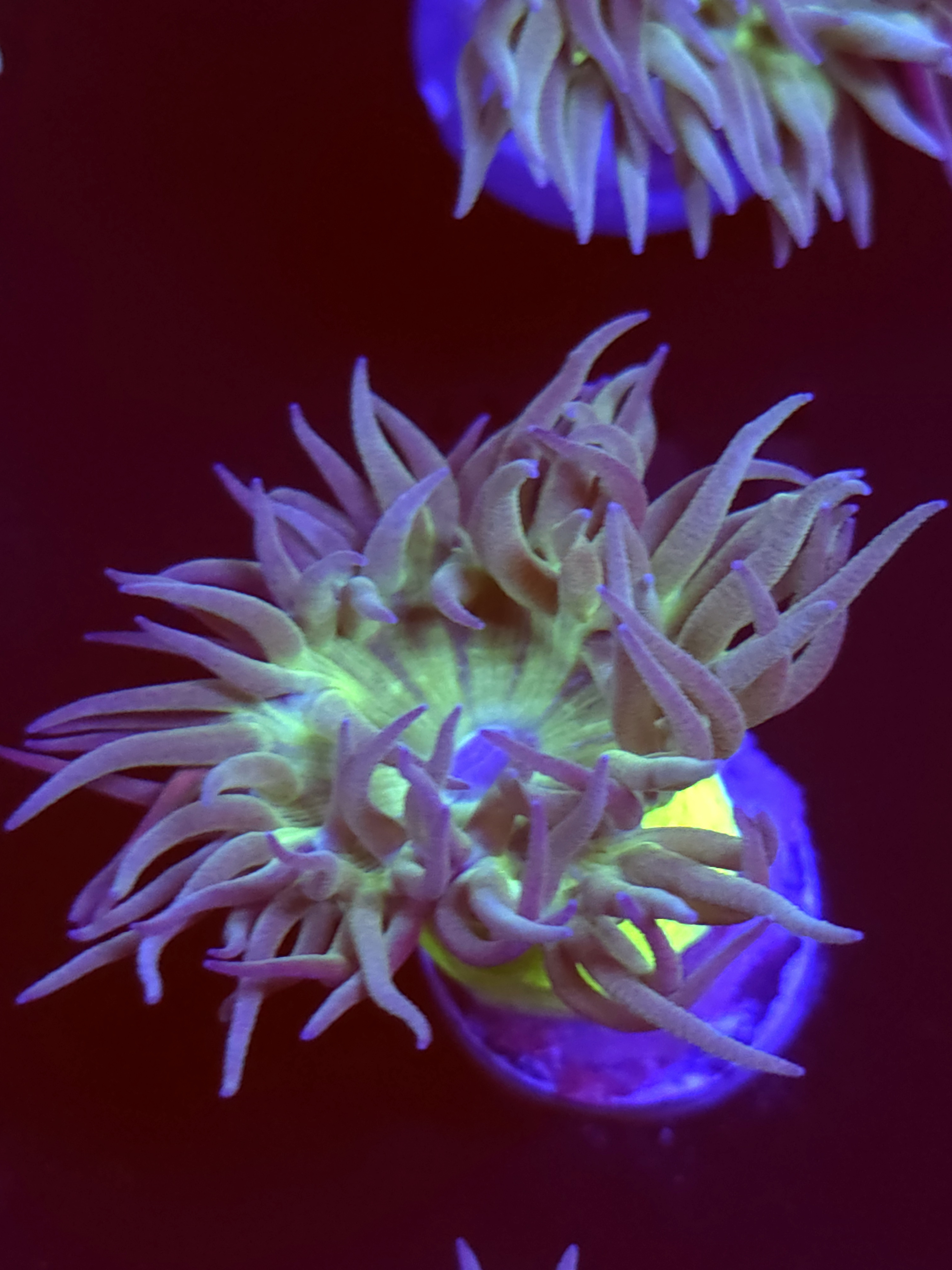 SBB " Duncan Coral" Duncan 1 Head