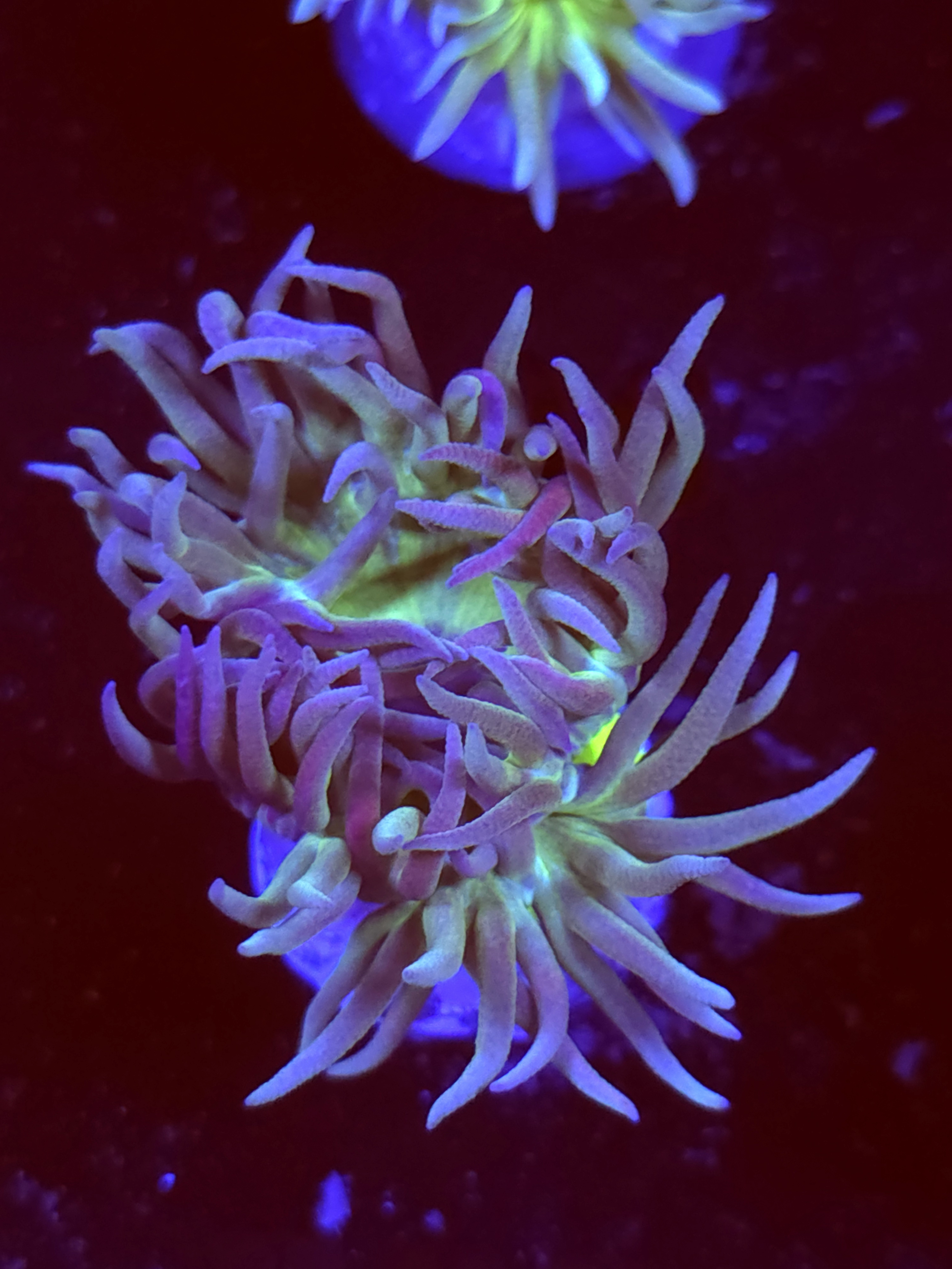 SBB " Duncan Coral" Duncan 1 Head