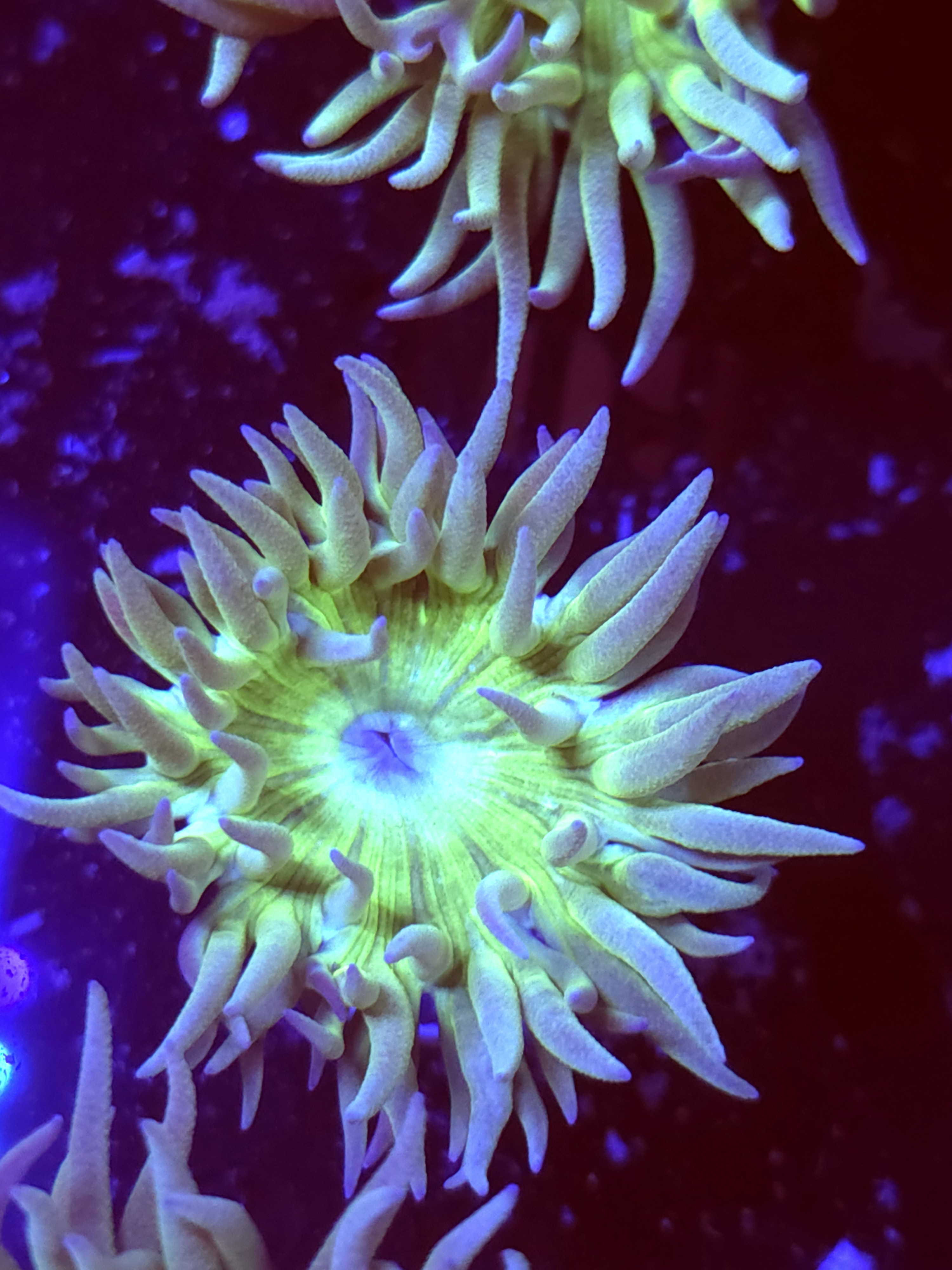 SBB " Duncan Coral" Duncan 1 Head