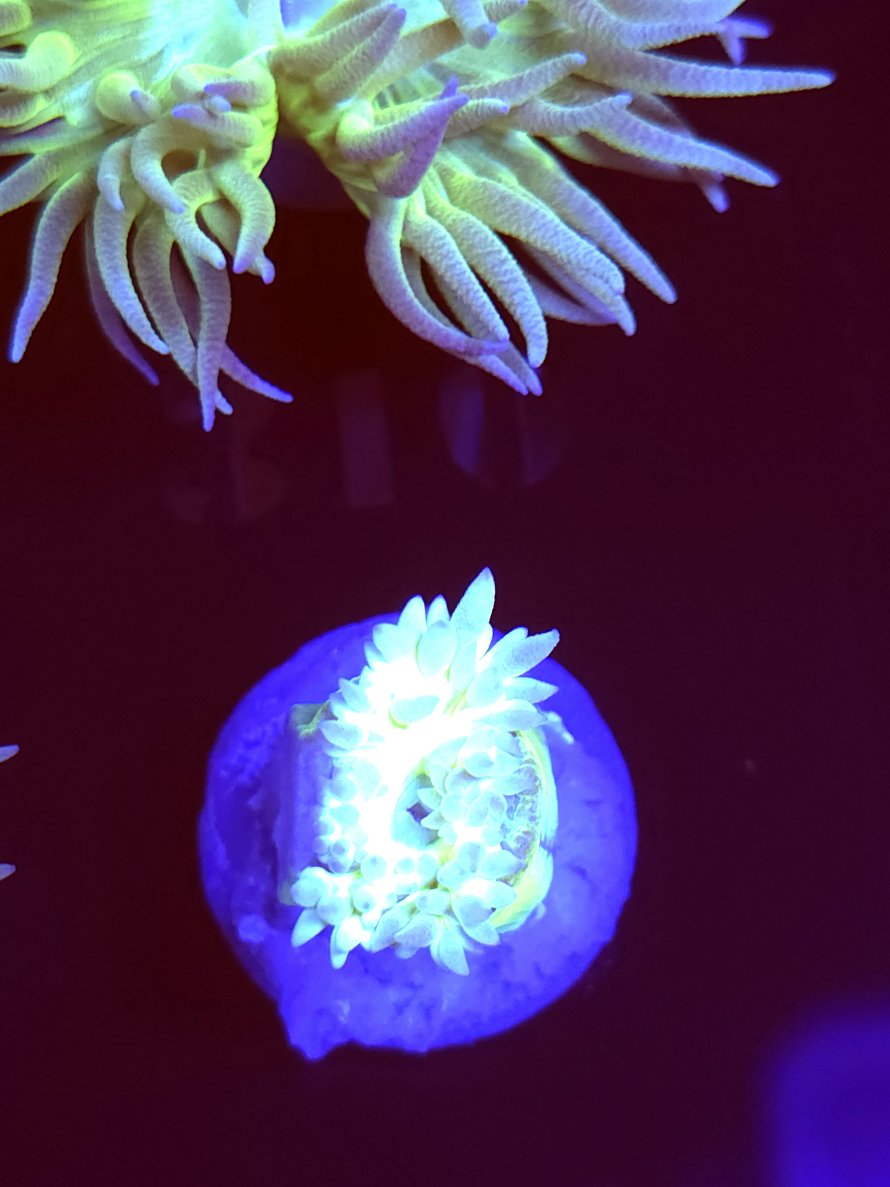 SBB " Duncan Coral" Duncan 1 Head