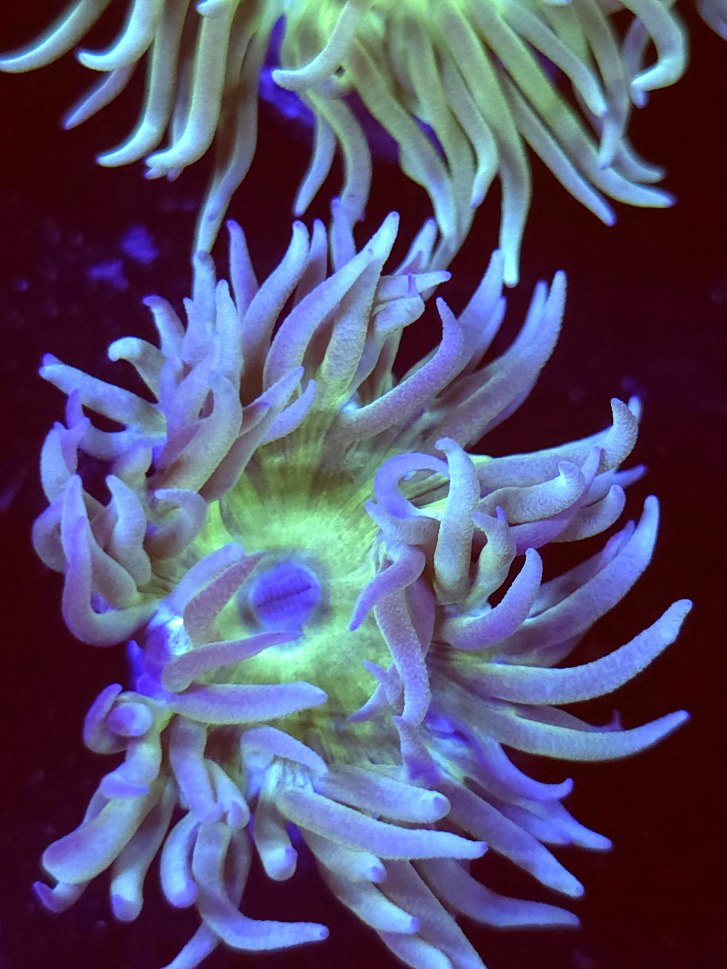 SBB " Duncan Coral" Duncan 1 Head