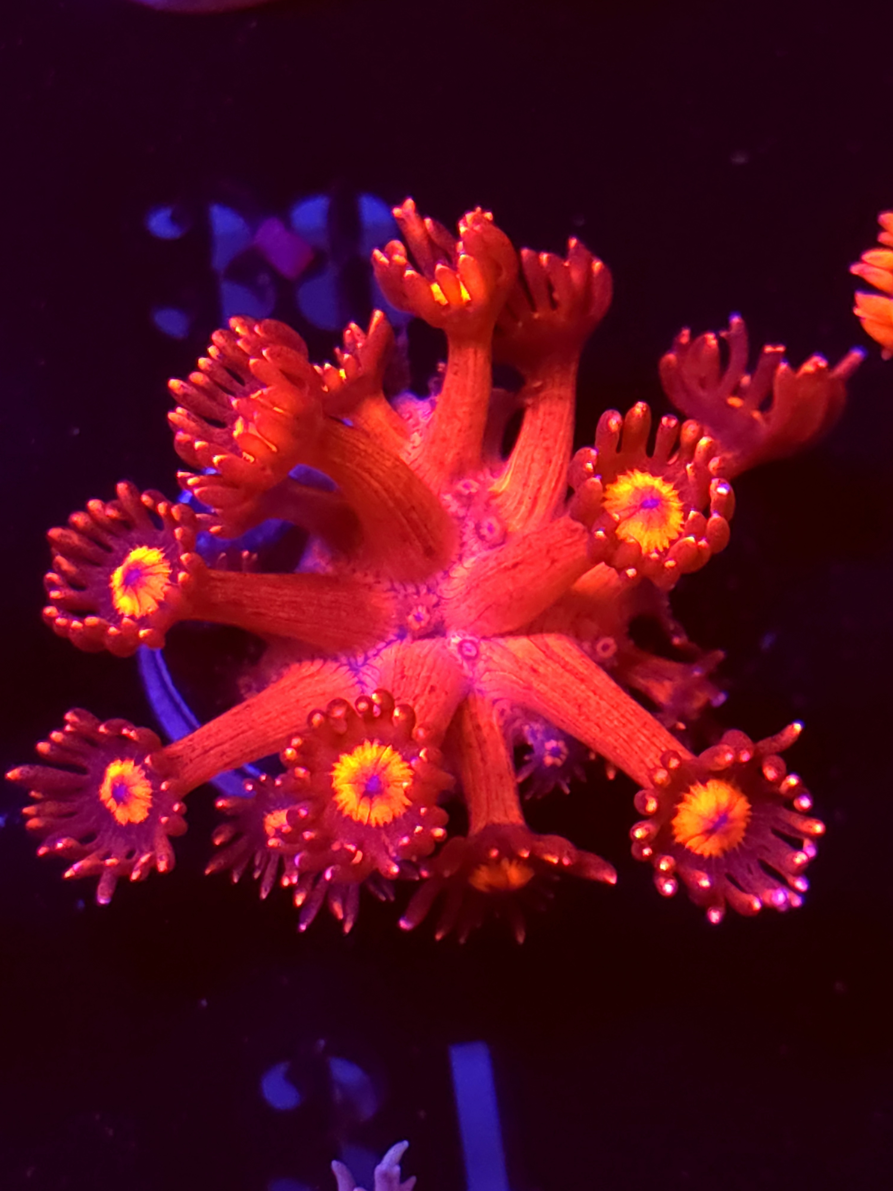 SBB "Titans Gaze" Goni Medium