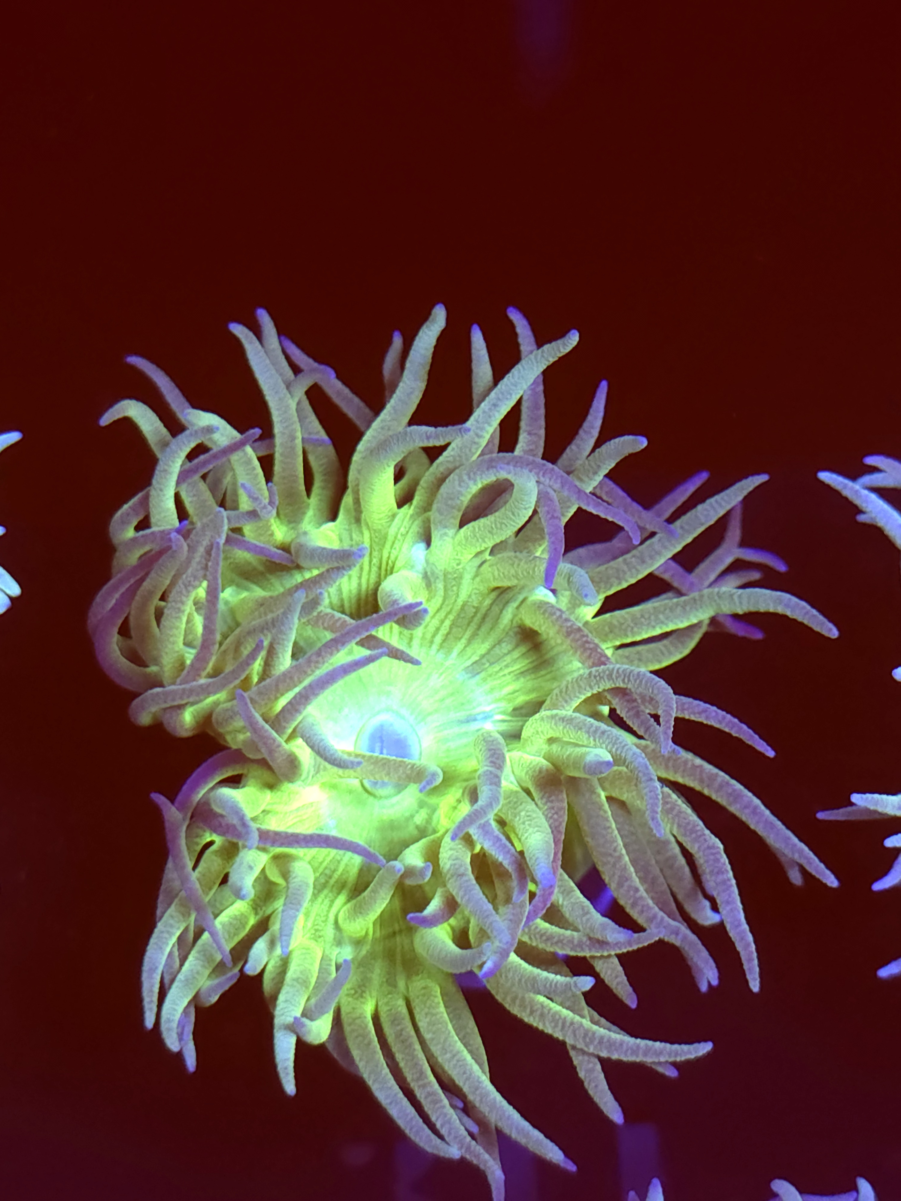 SBB " Duncan Coral" Duncan 1 Head