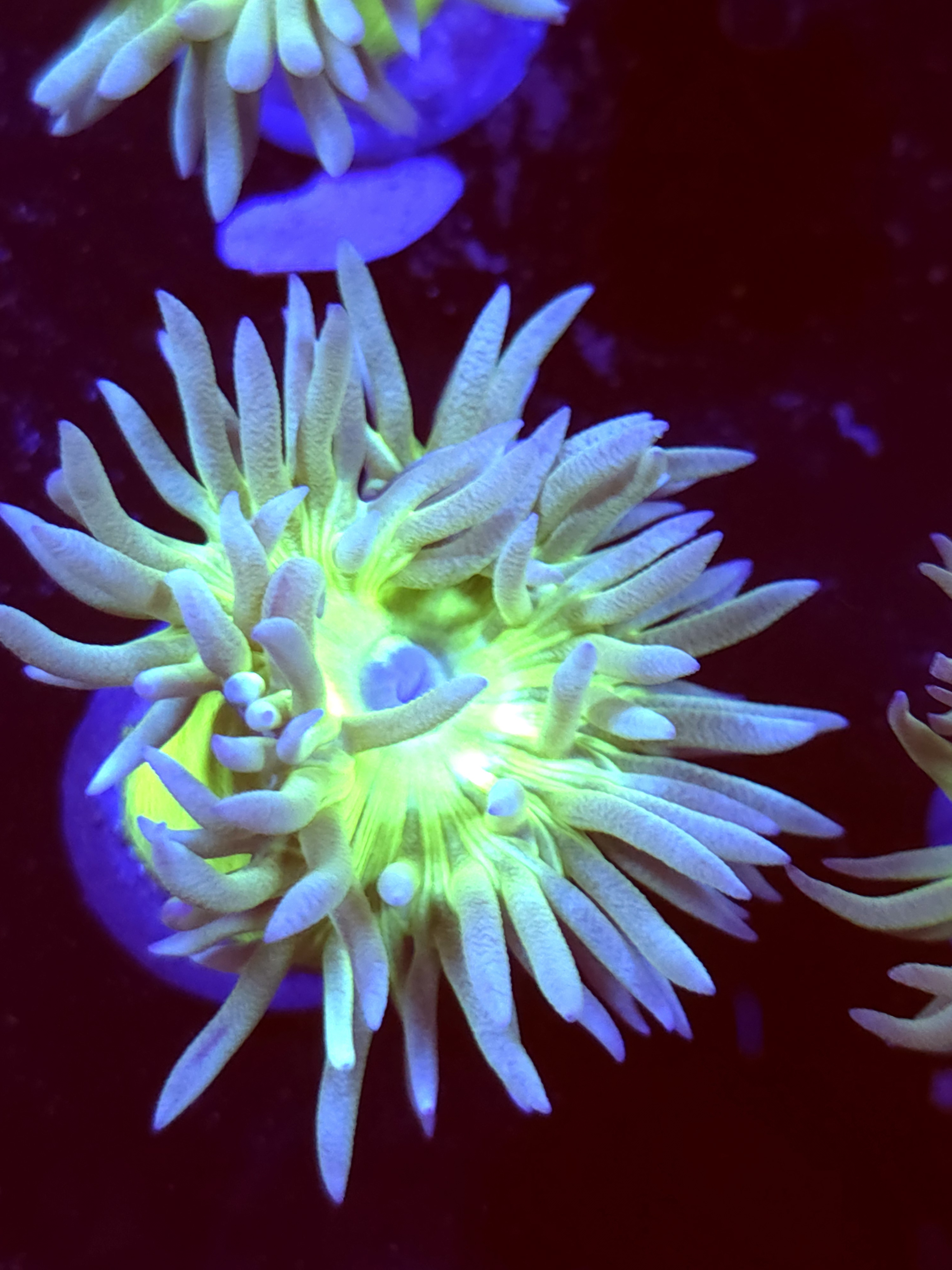 SBB " Duncan Coral" Duncan 1 Head