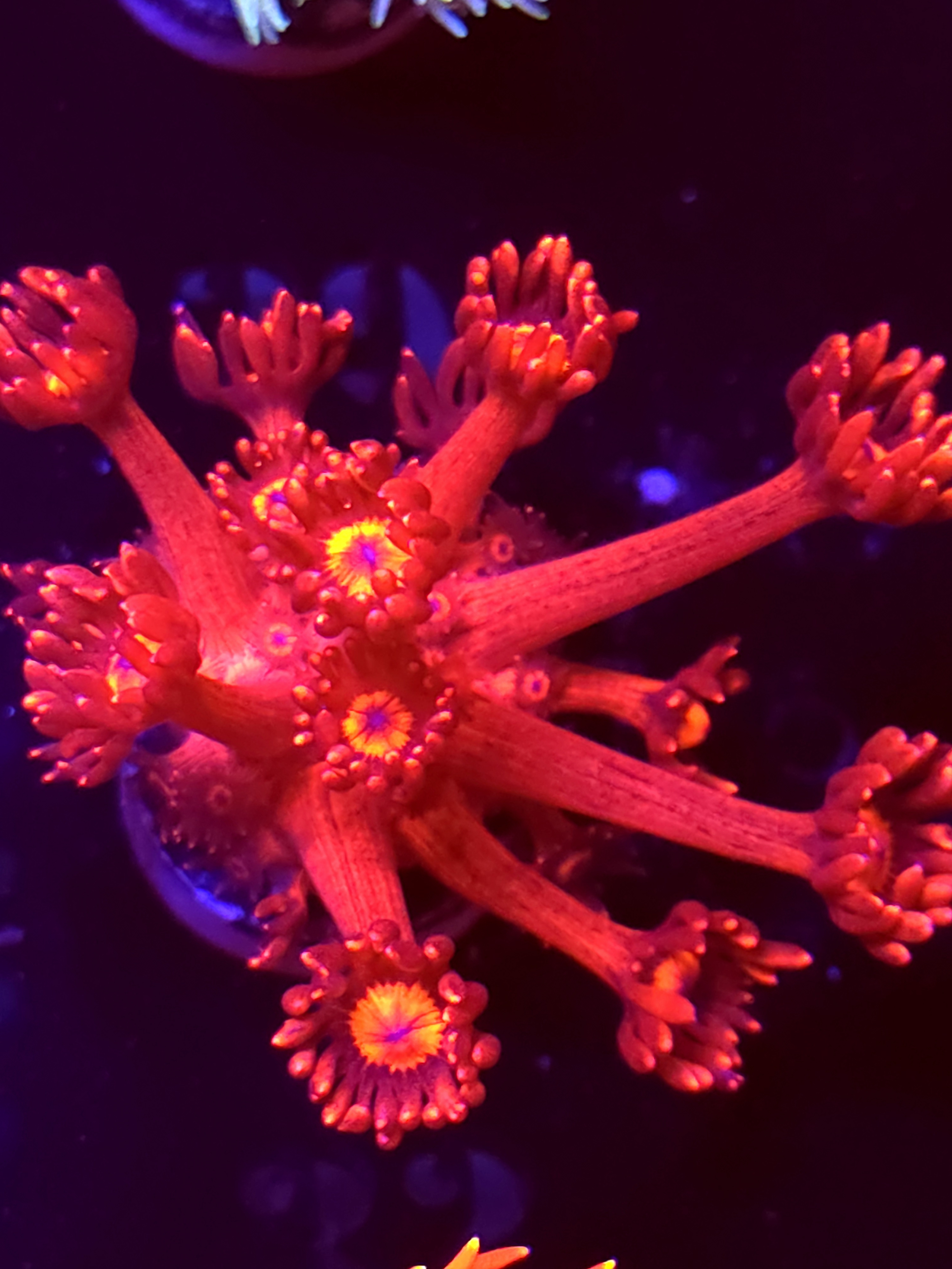 SBB "Mystery Signature" Goni Large