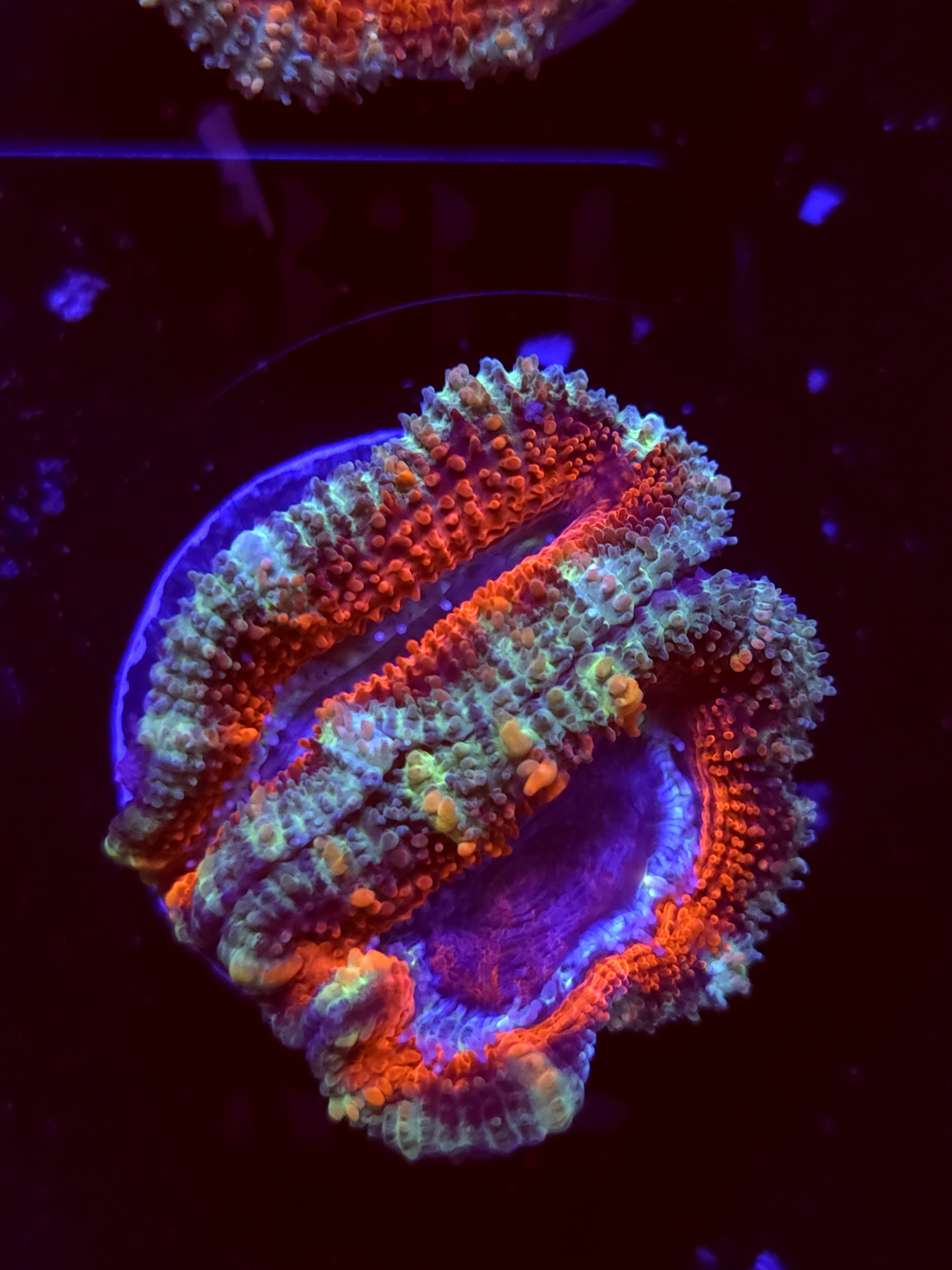 SBB "Skittle Glitter" Acan 2 Heads
