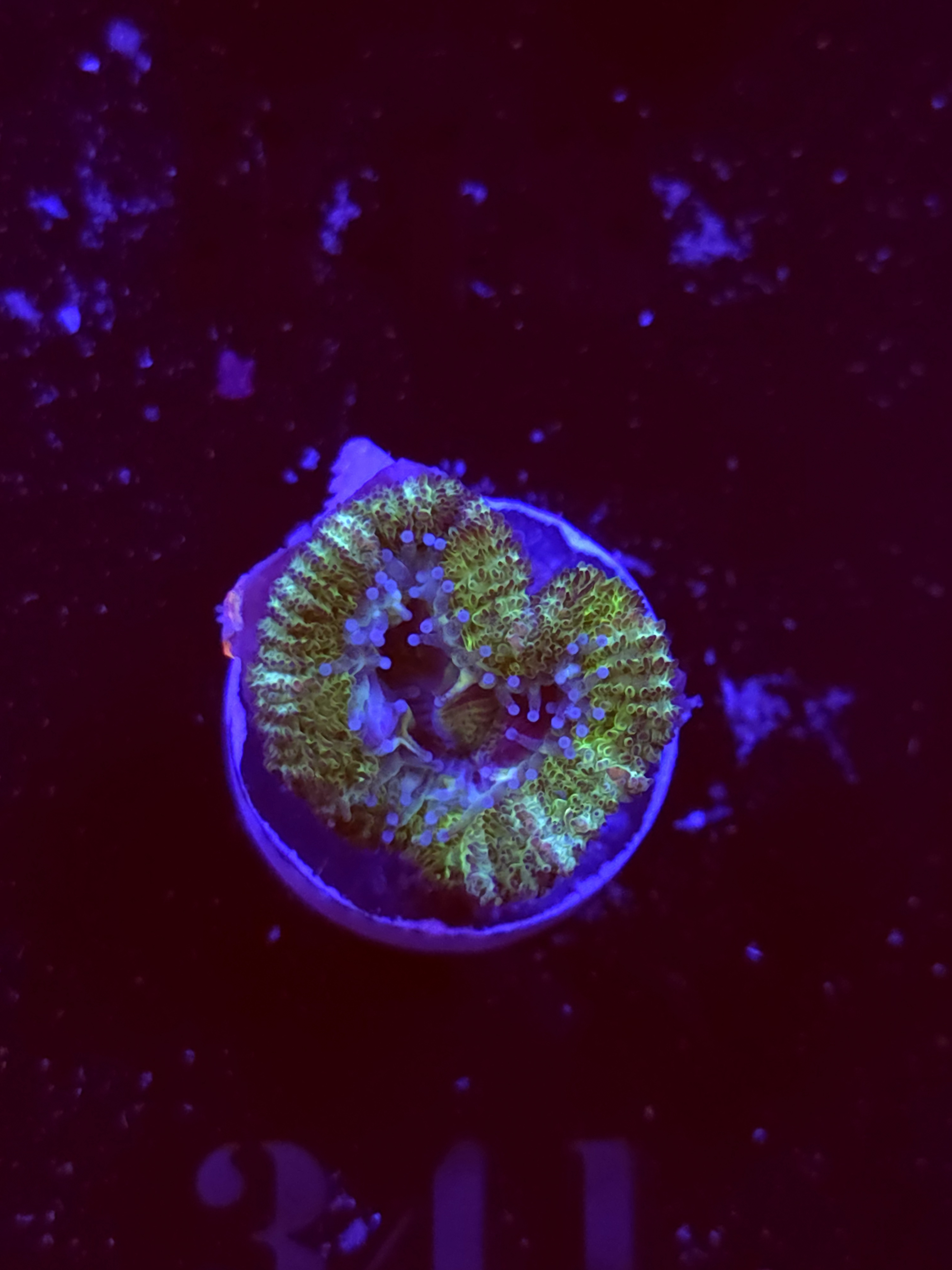 SBB "Meteor Melt" Acan 1 Head