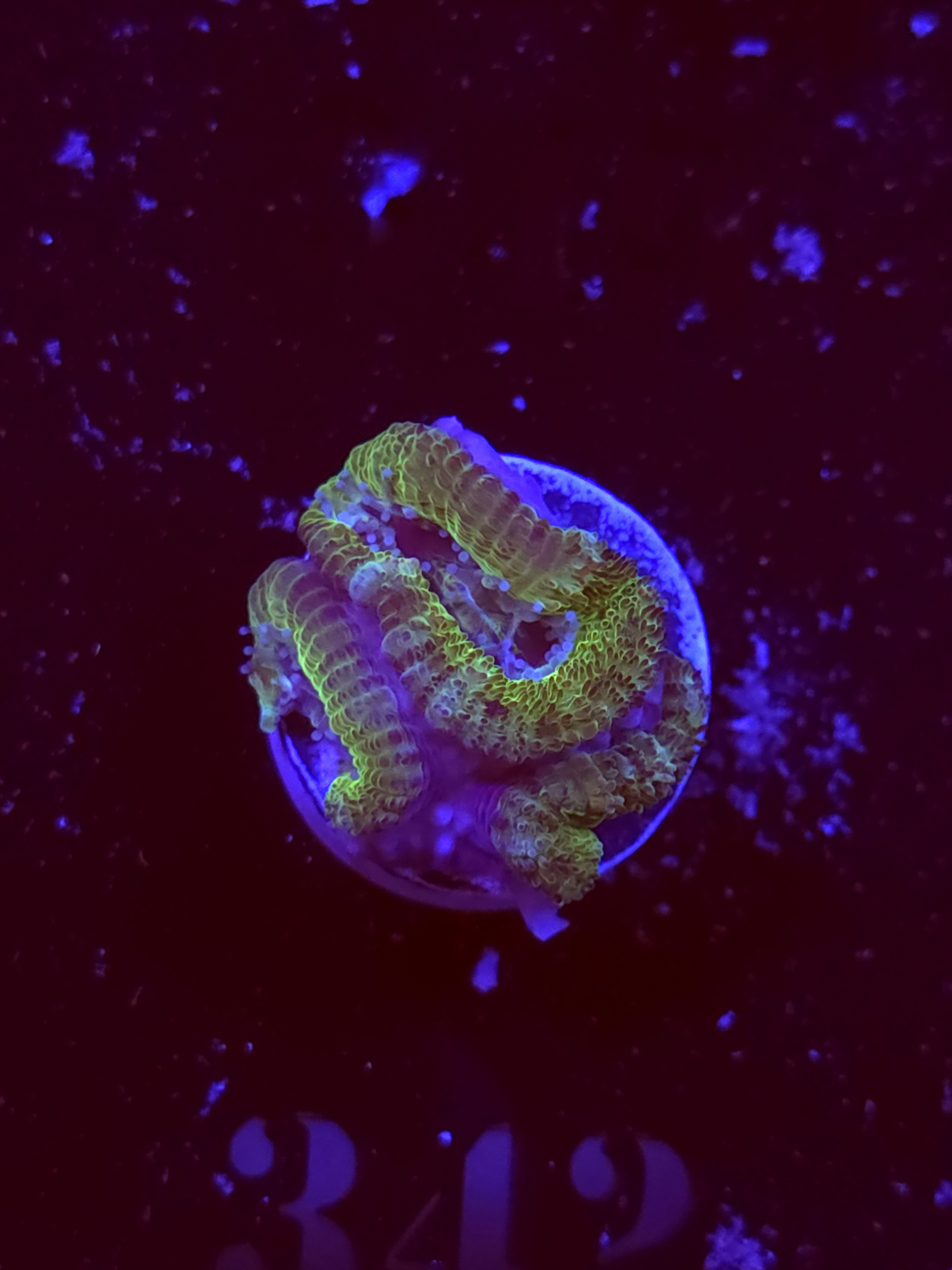 SBB "Meteor Melt" Acan 2 Heads