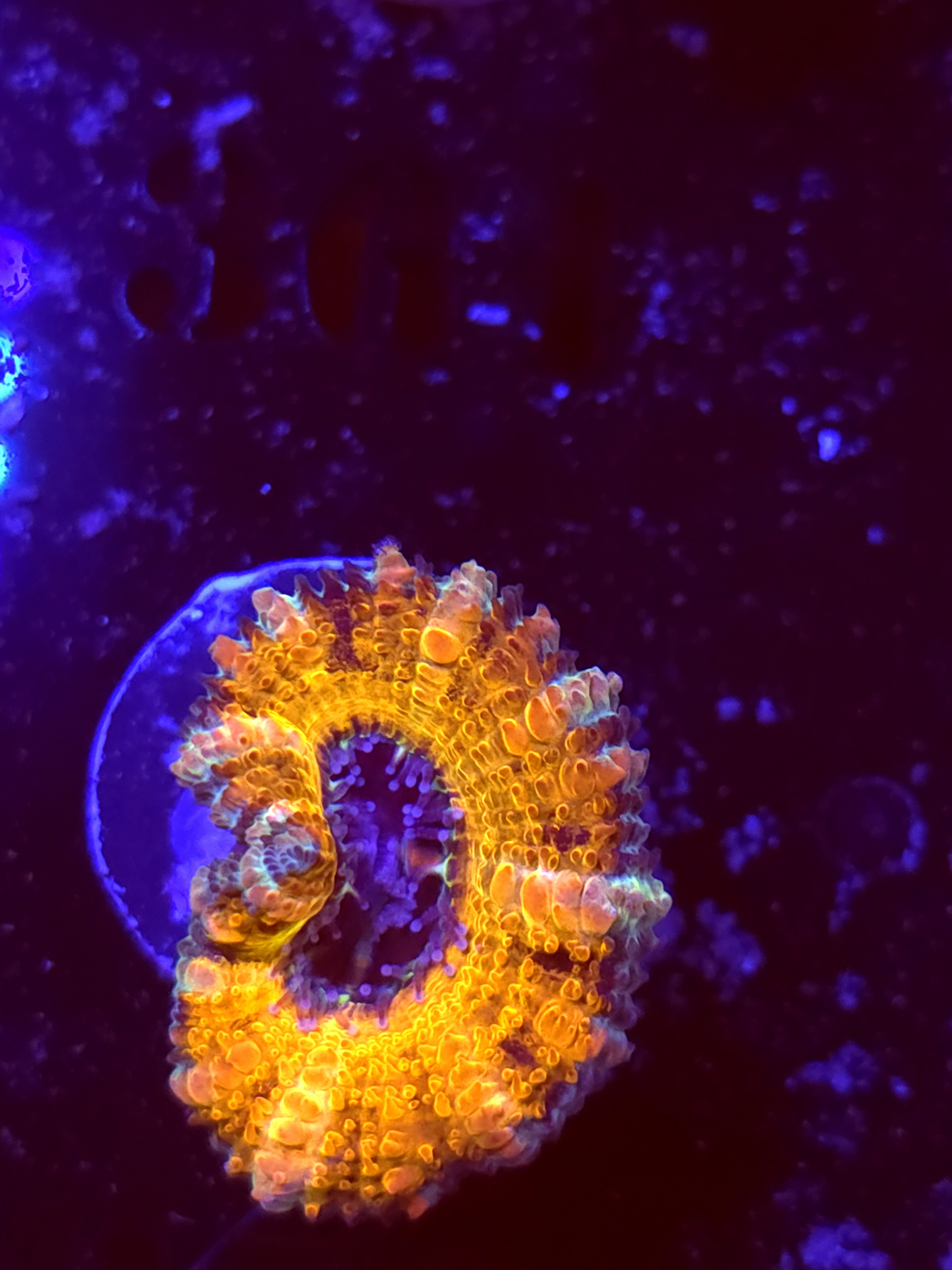 SBB "Cosmic Flux" Acan 1 Heads