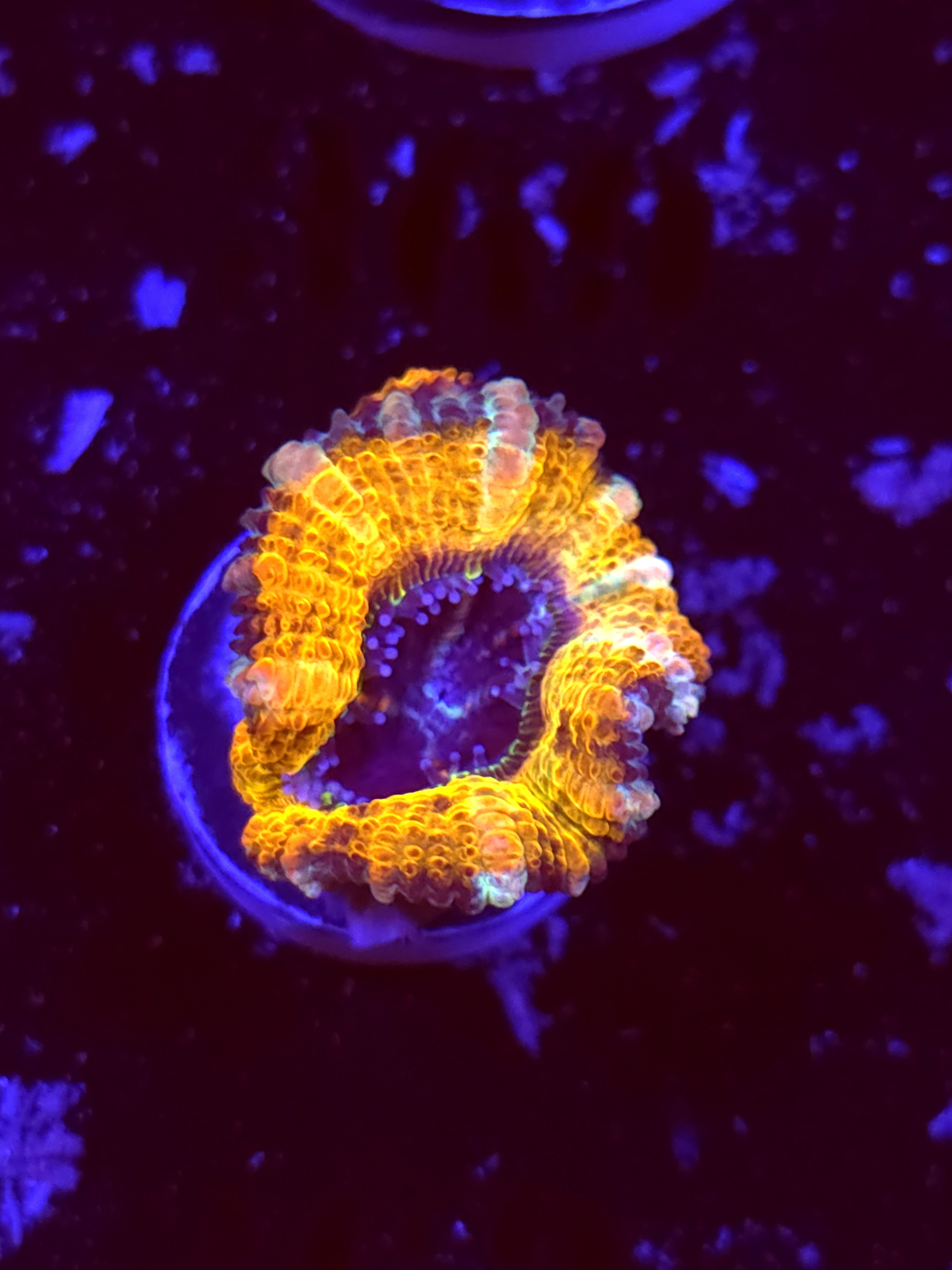 SBB "Cosmic Flux" Acan 1 Heads