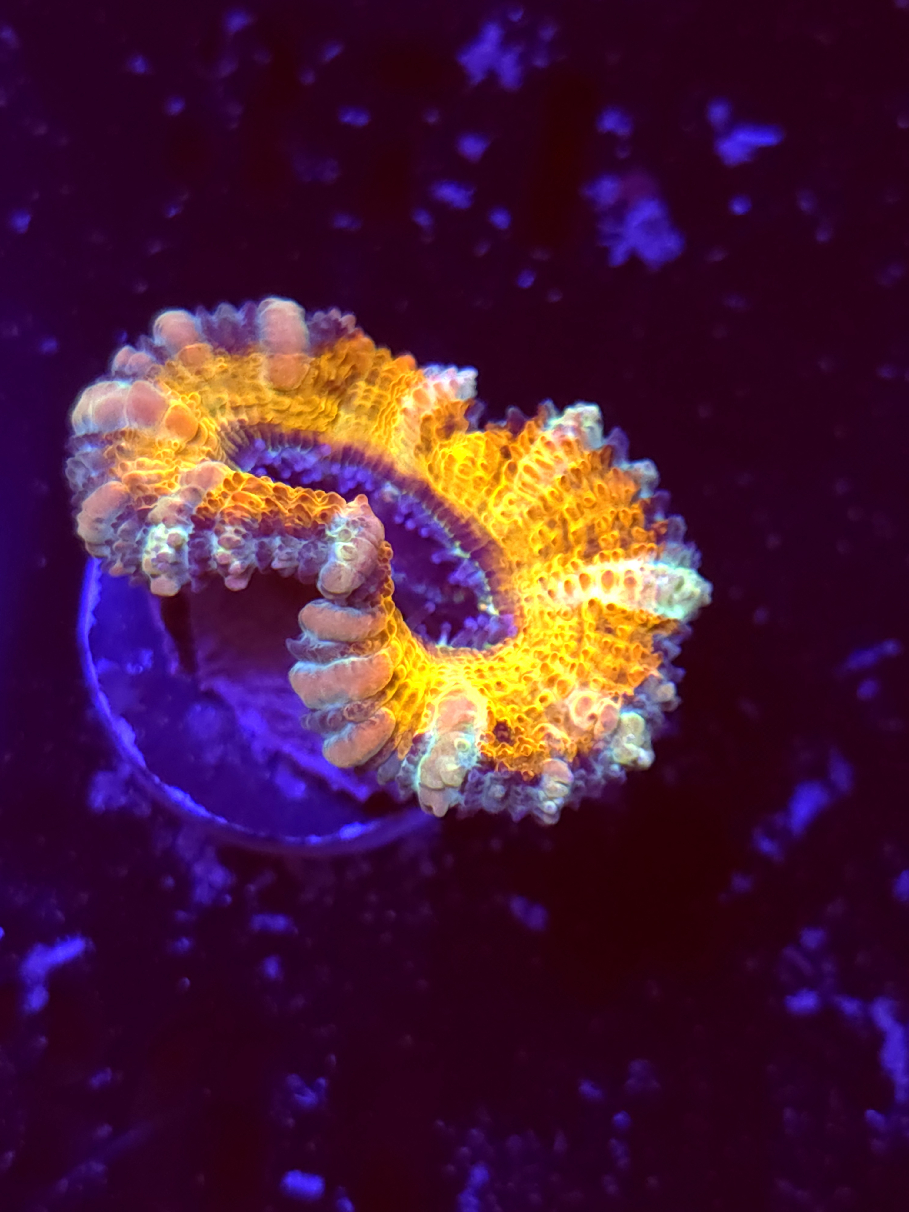 SBB "Cosmic Flux" Acan 1 Heads