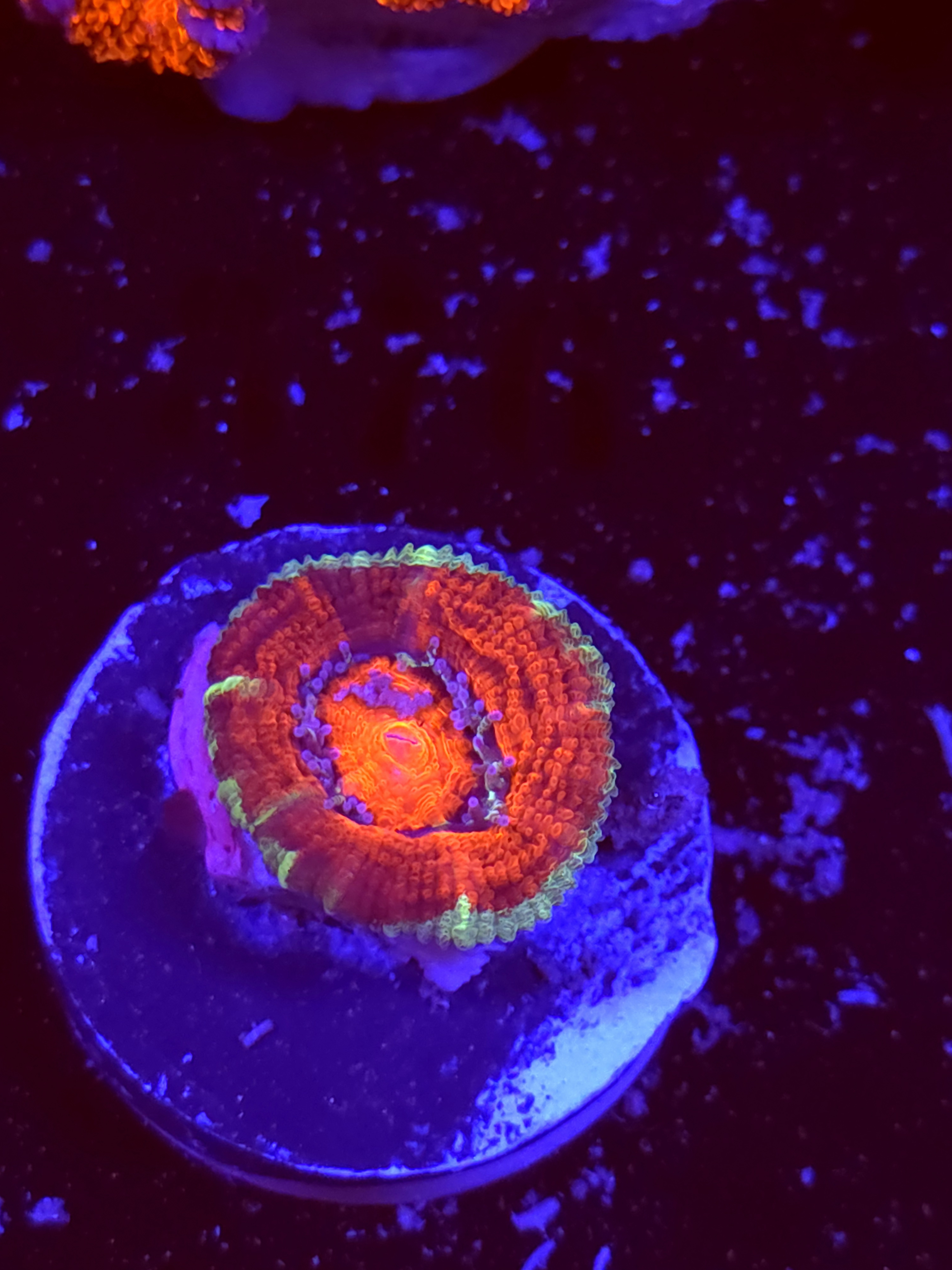 SBB "Ion Prism" Acan 1 Head