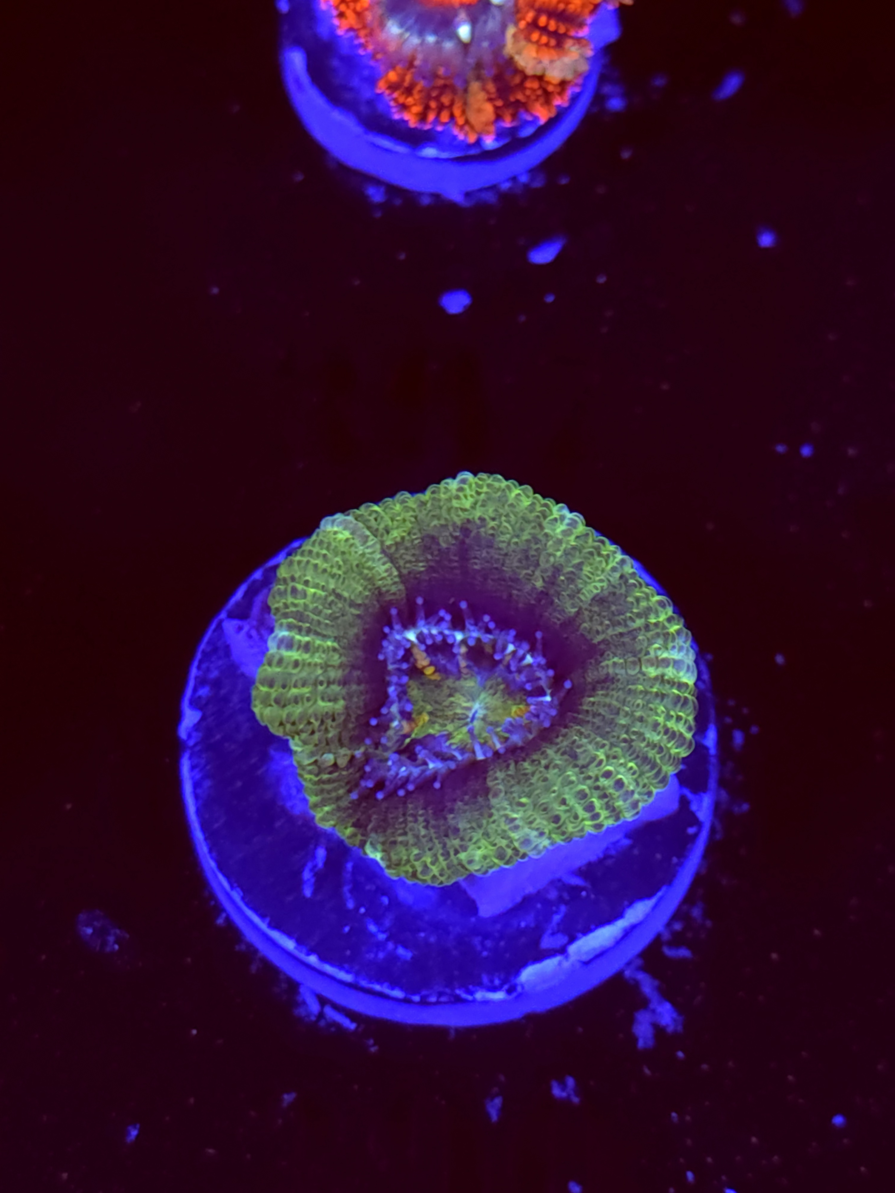 SBB "Mystery Signature" Acan 1 Heads