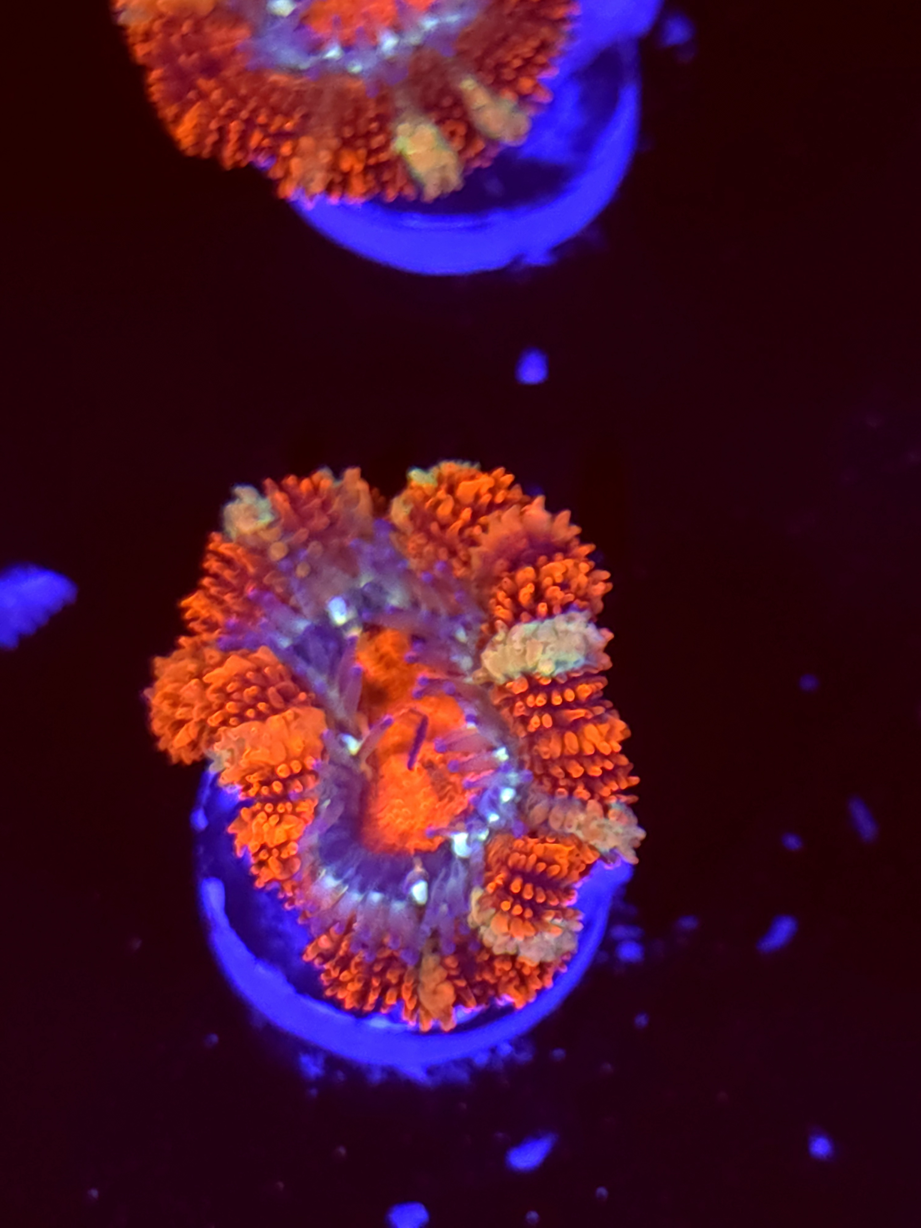 SBB "Color Comet" Acan 1 Head