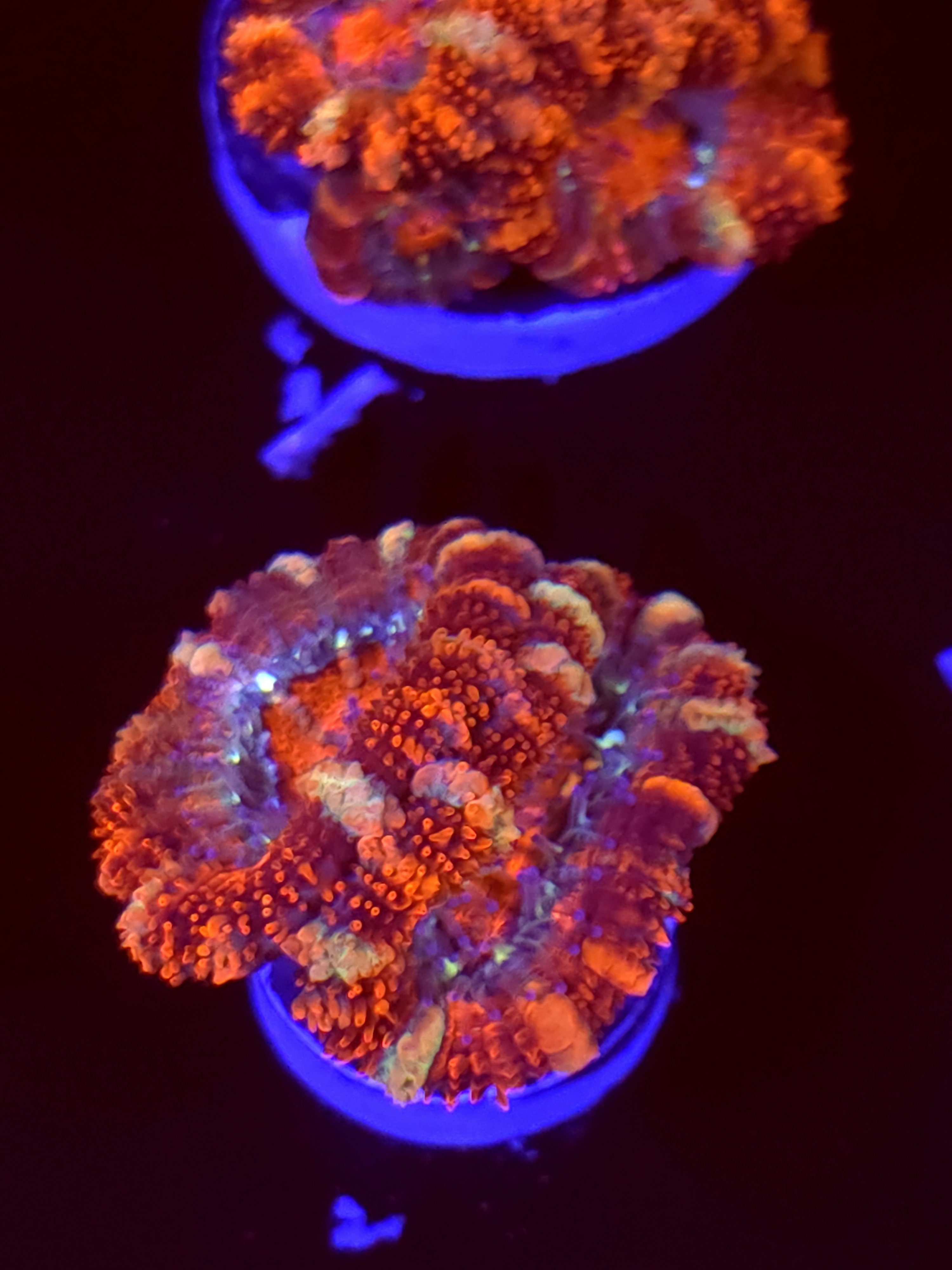 SBB "Color Comet" Acan 2 Heads