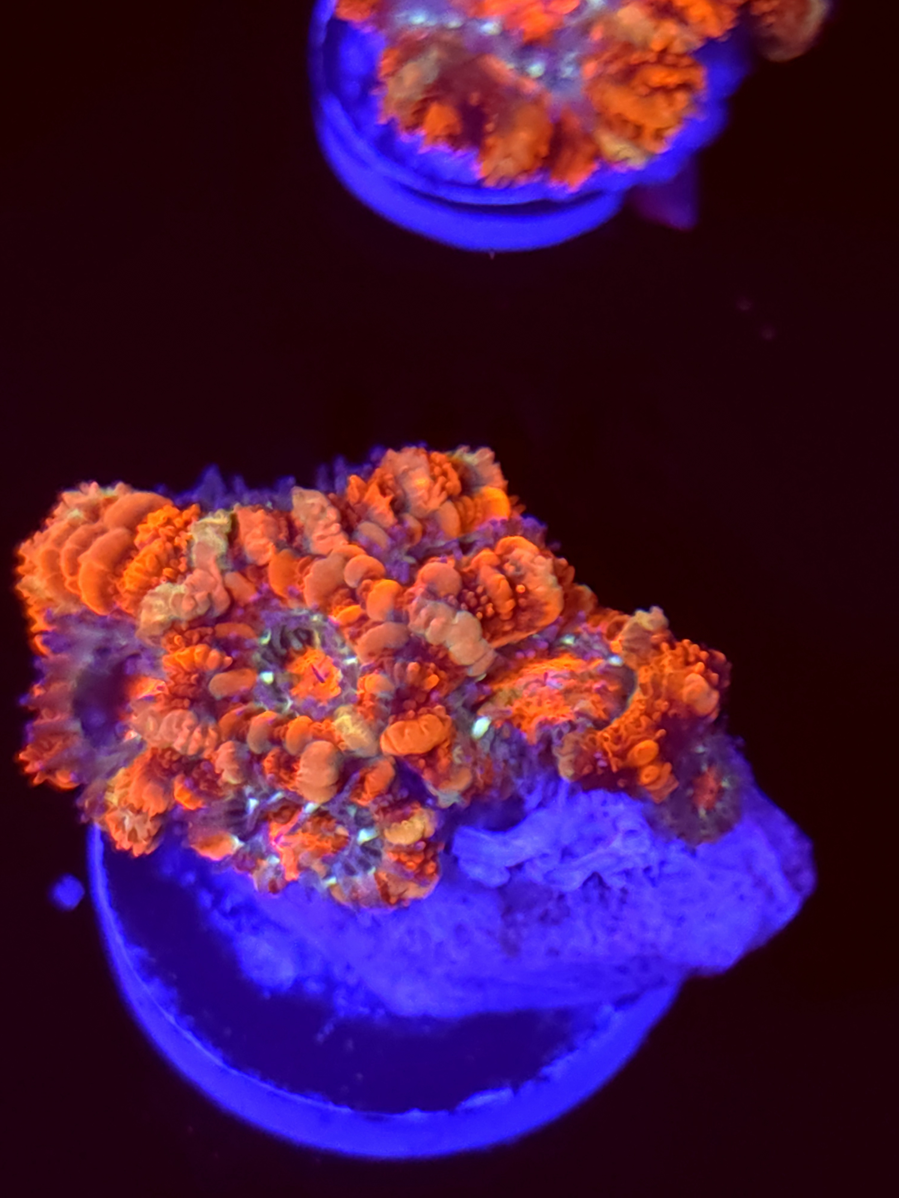 SBB "Color Comet" Acan 3 Heads