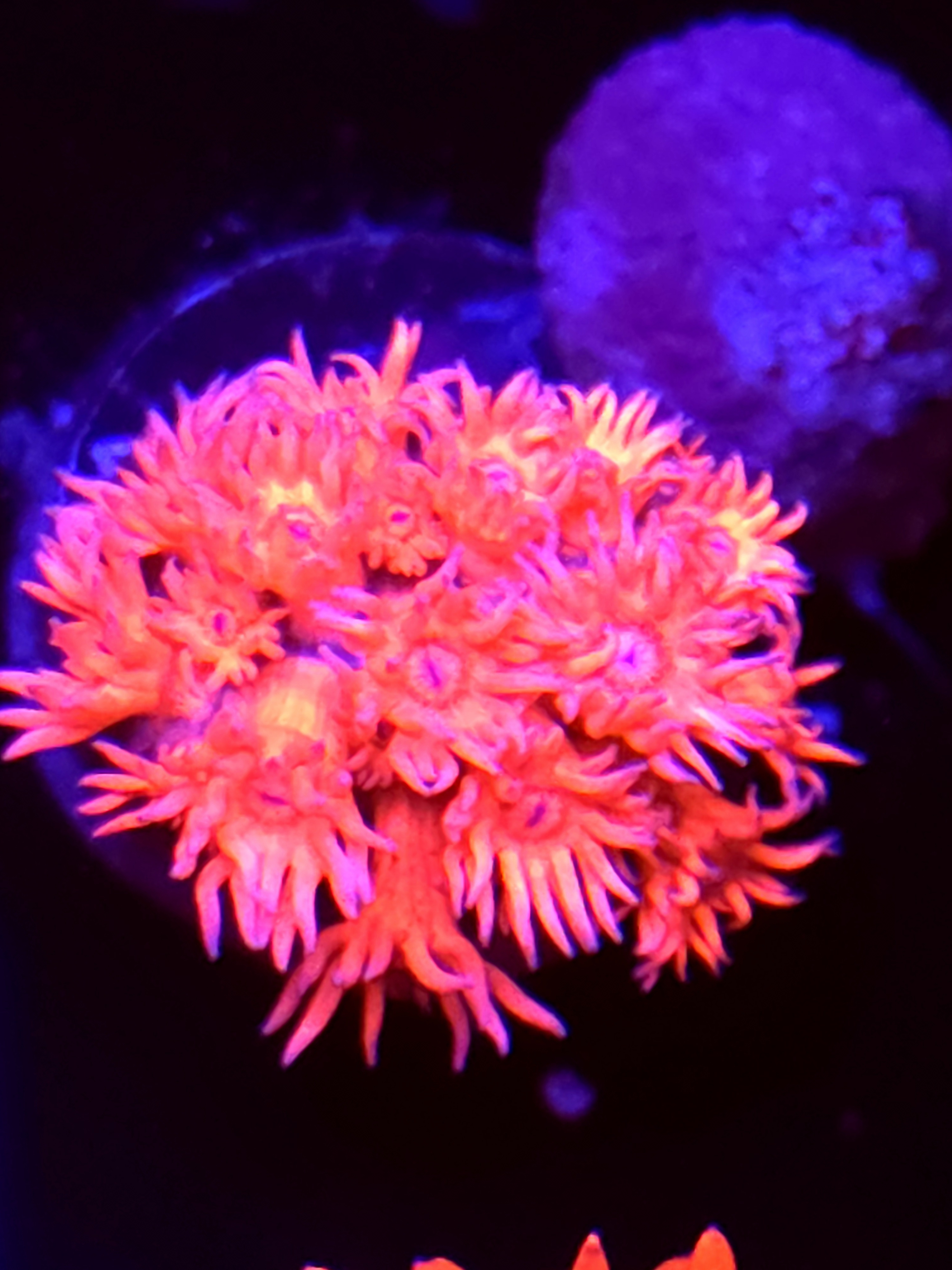 SBB "Mystery Signature" Goni Medium