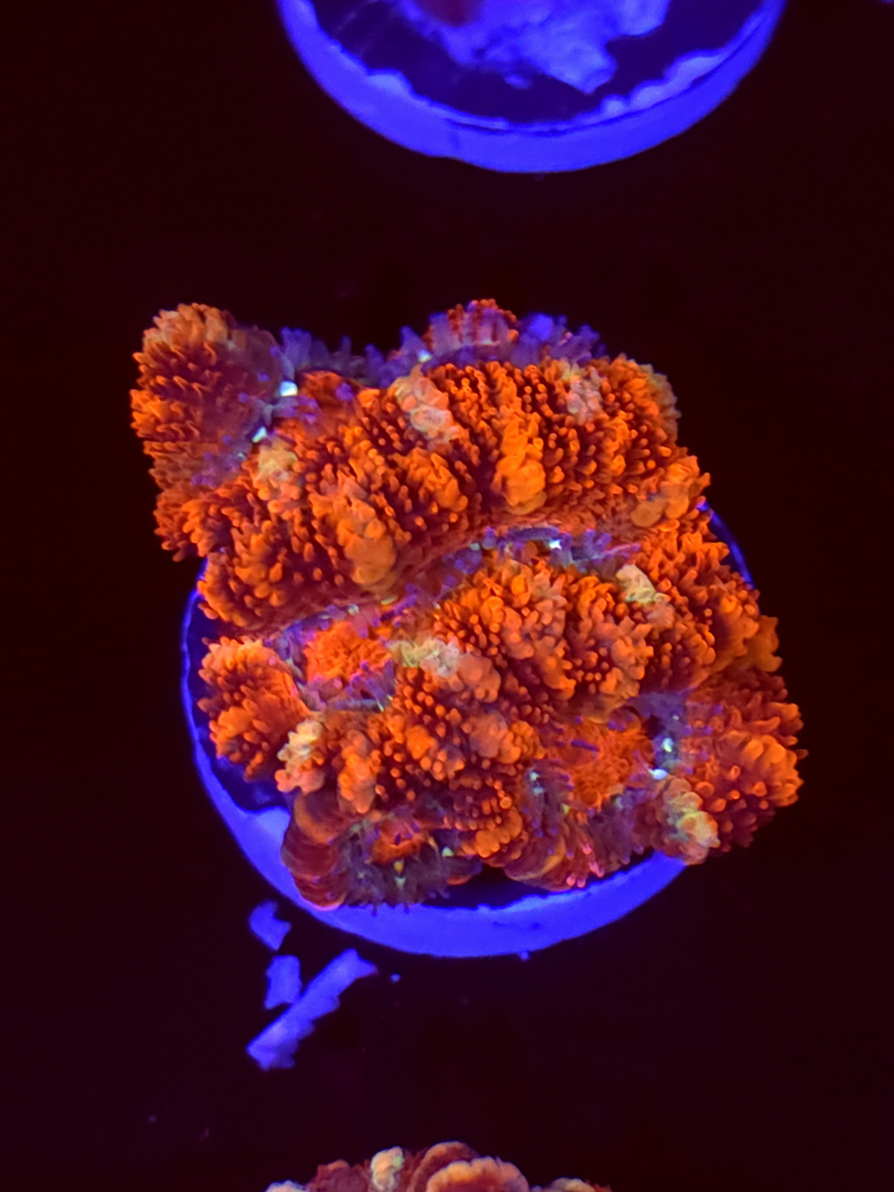SBB "Mystery Signature" Acan 2 Heads
