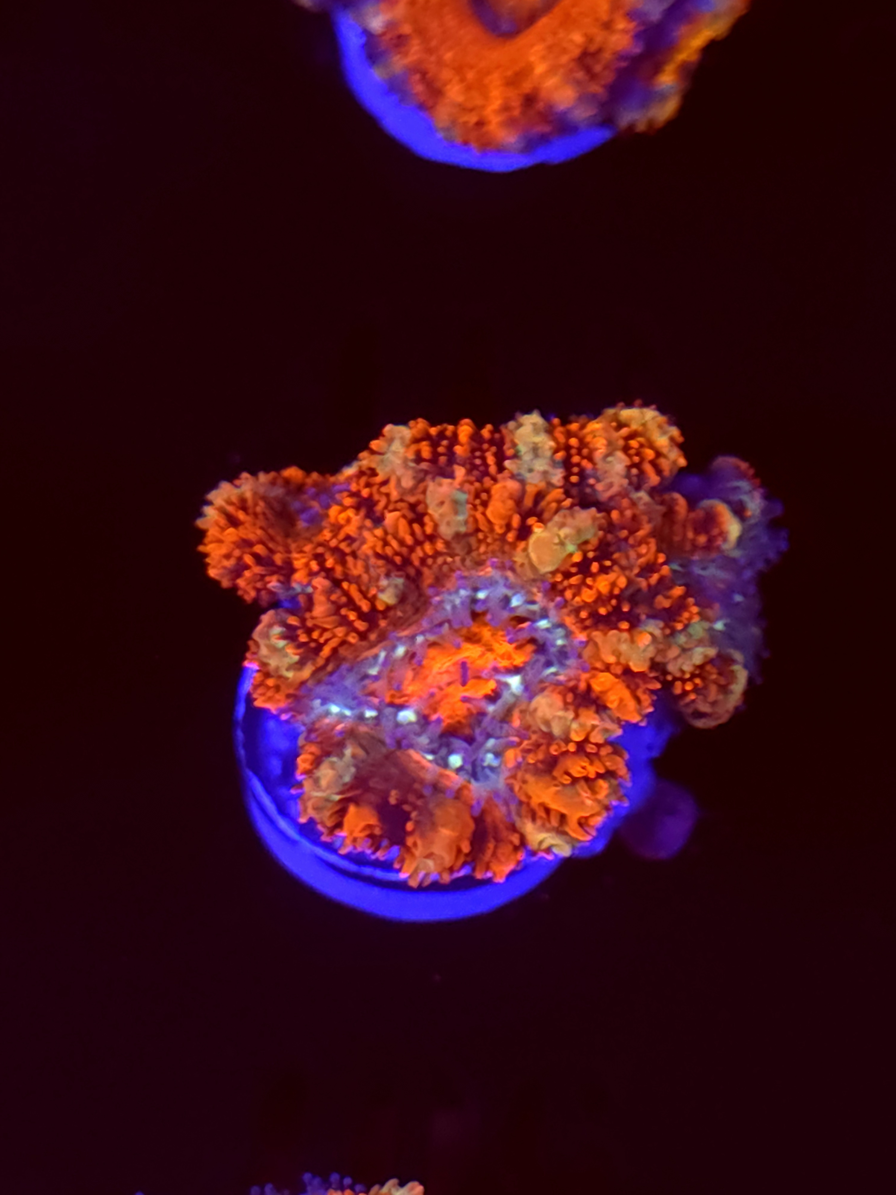 SBB "Color Comet" Acan 3 heads