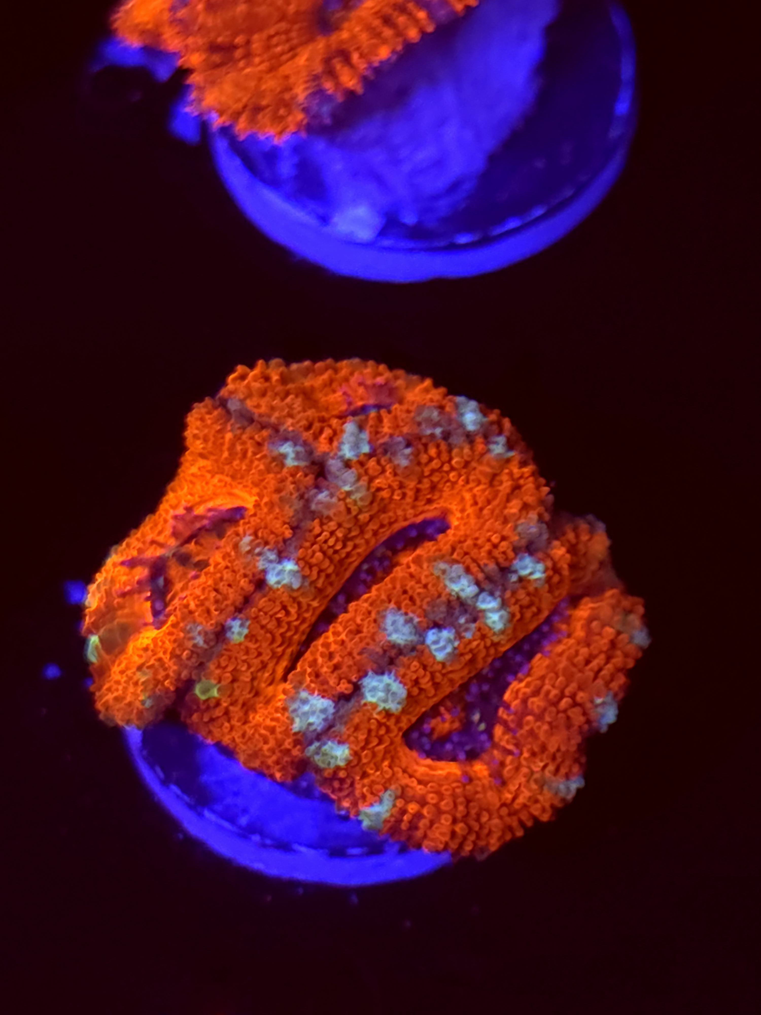 SBB "Lava Bloom" Acan Mini Colony