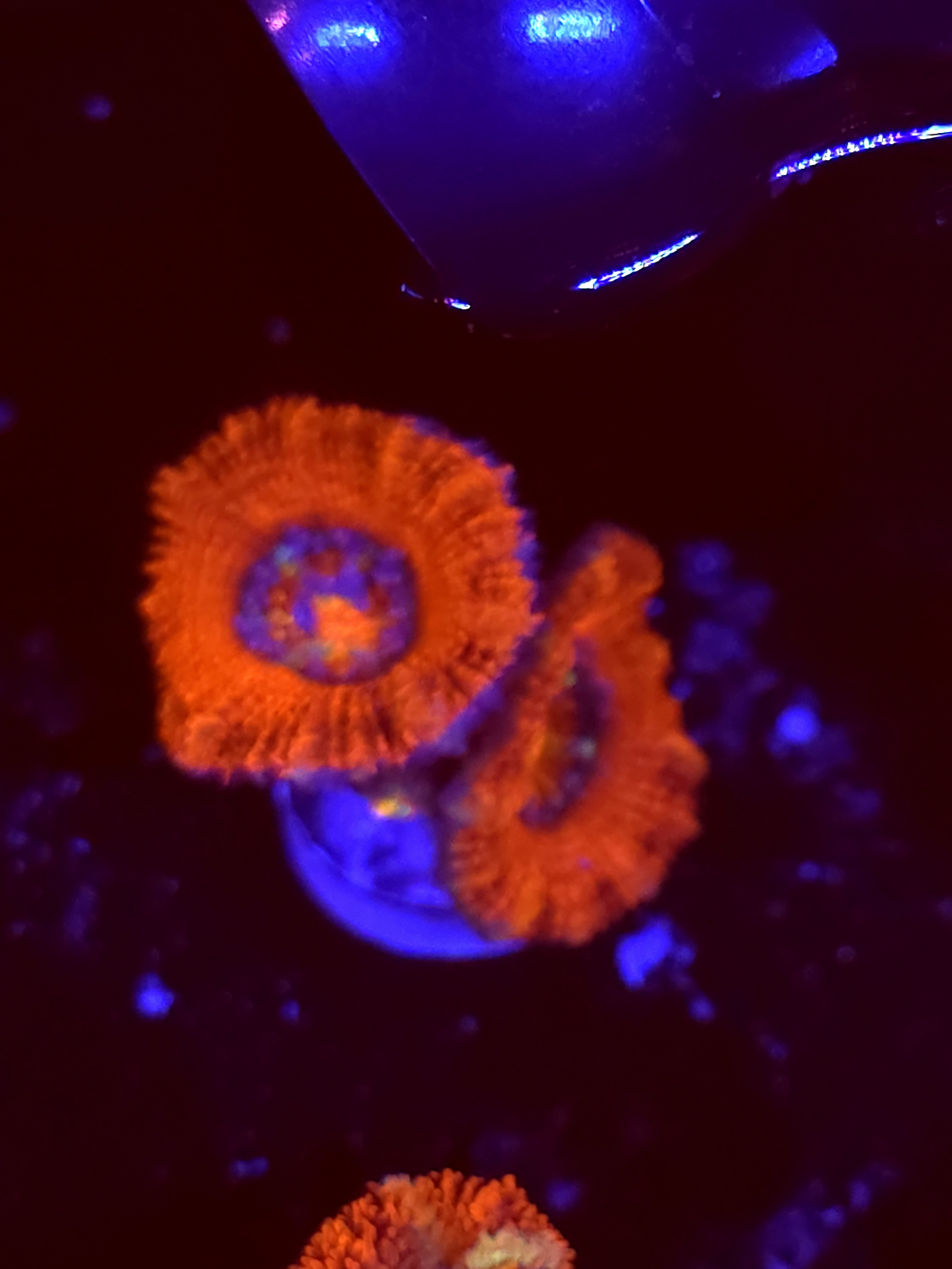 SBB "Jelly Shadow" Acan 2 Heads