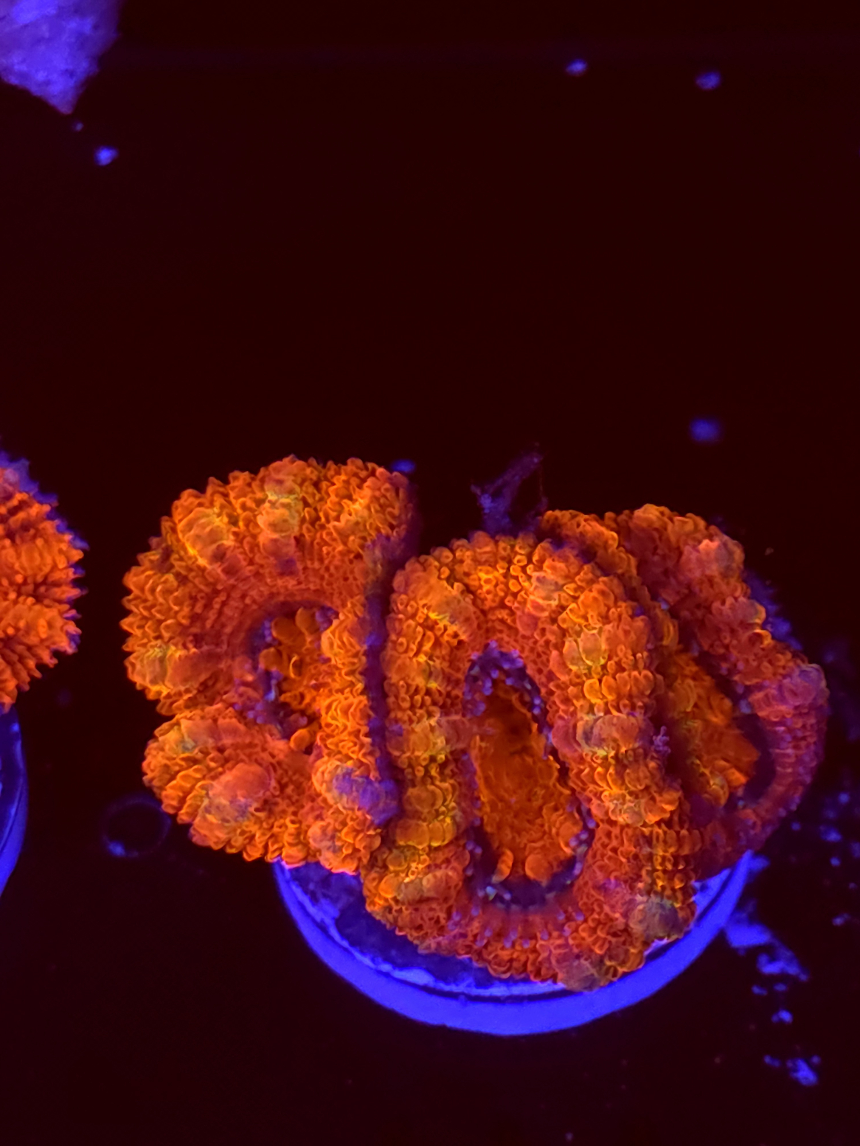 SBB "Jelly Shadow" Acan 2 Heads