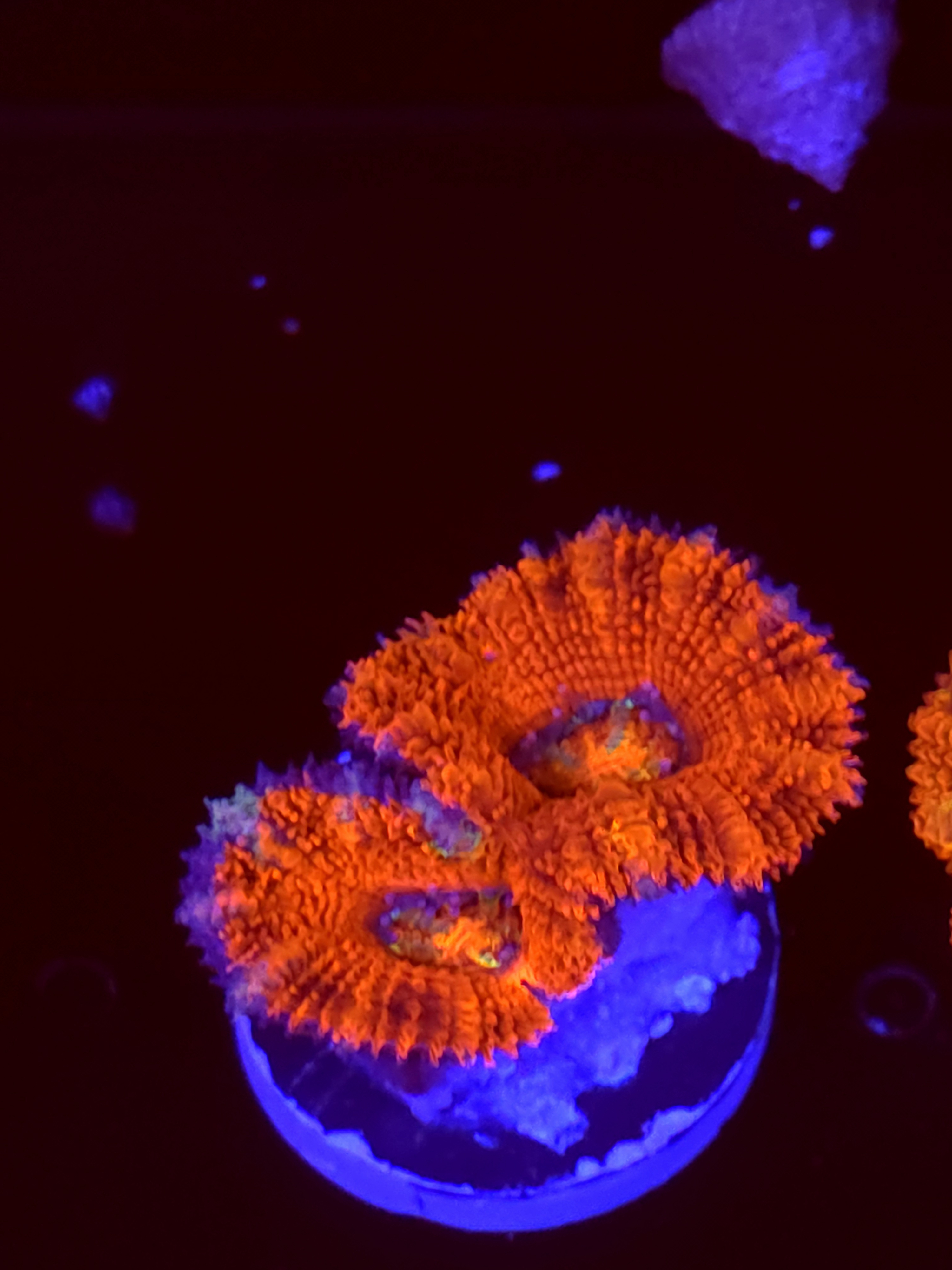 SBB "Jelly Shadow" Acan 4 Heads