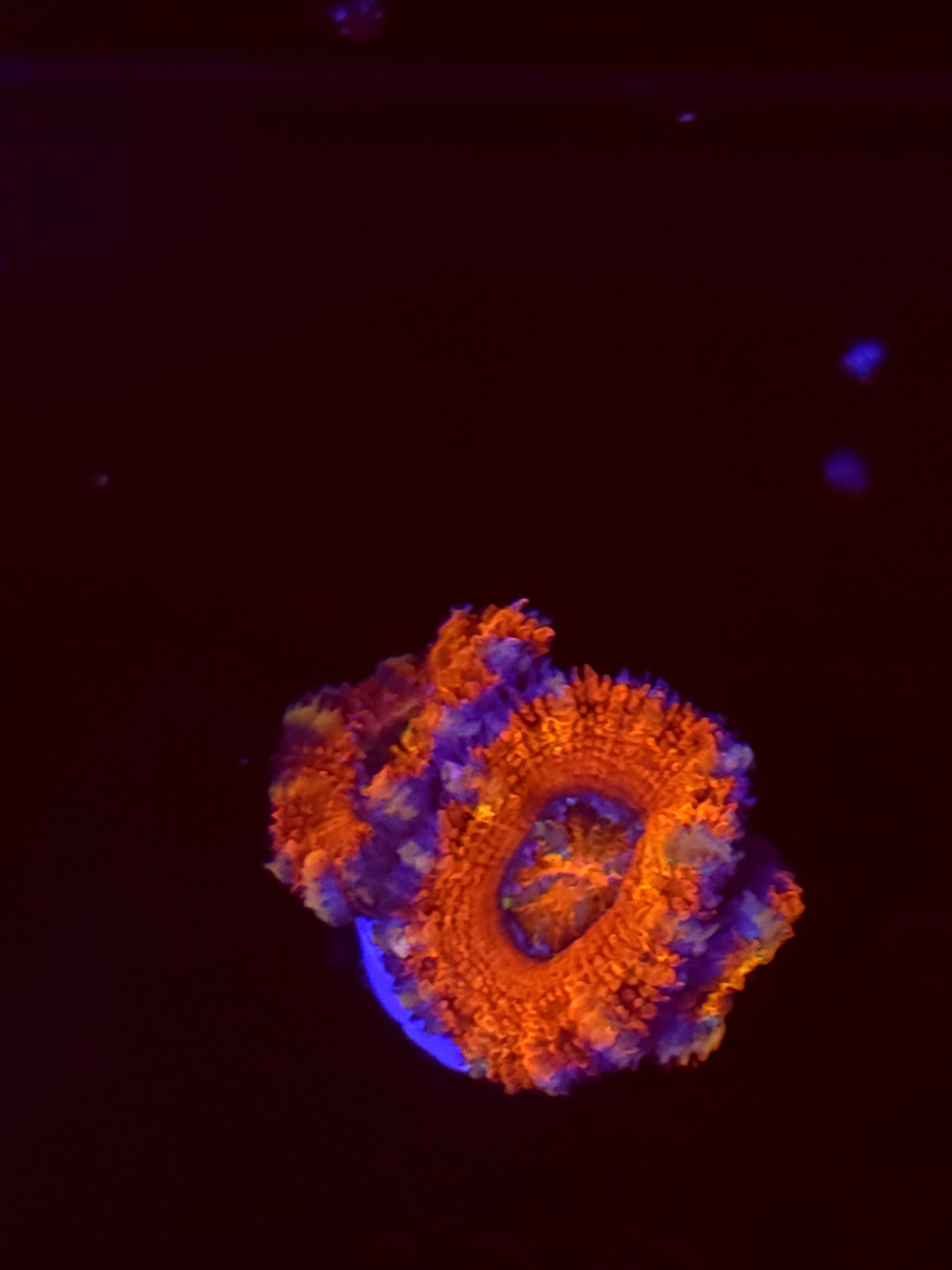 SBB "Jelly Shadow" Acan 2 Heads