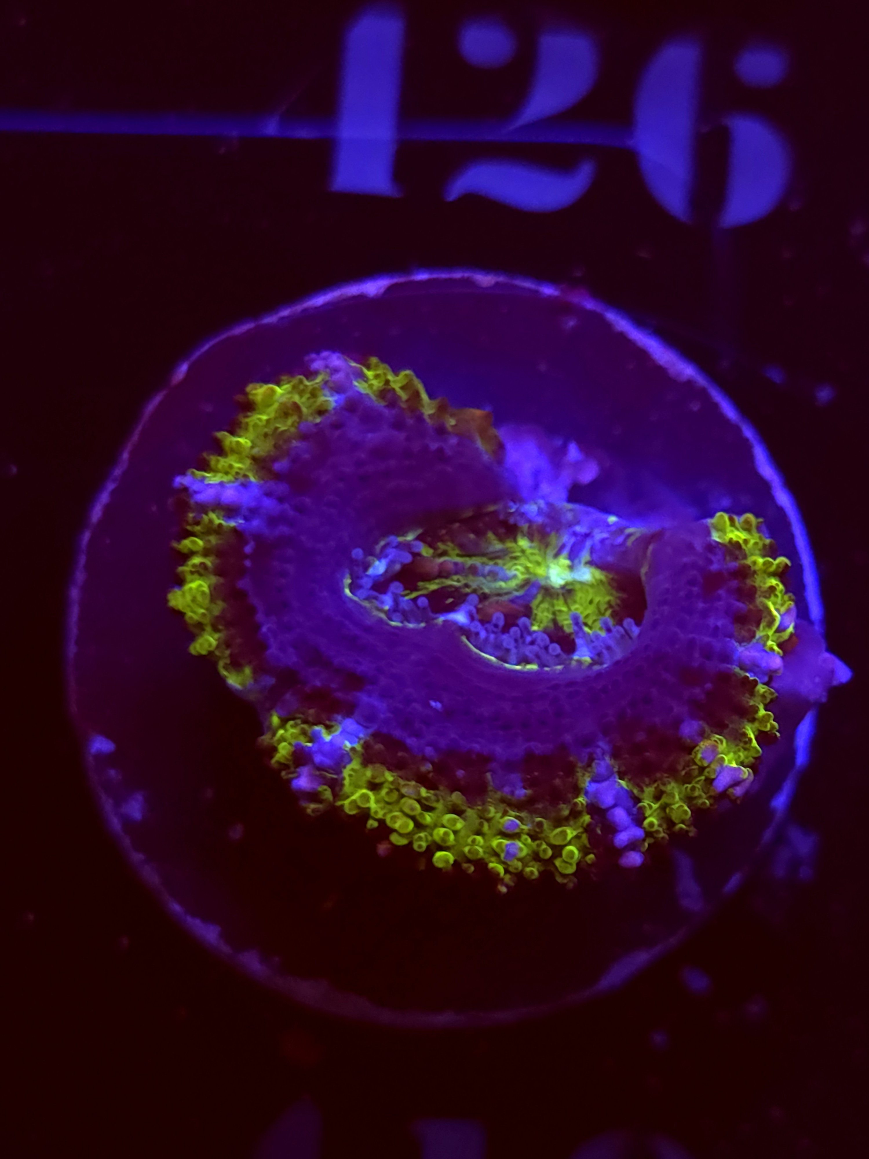 SBB "Mars Attack" Acan 1 Head