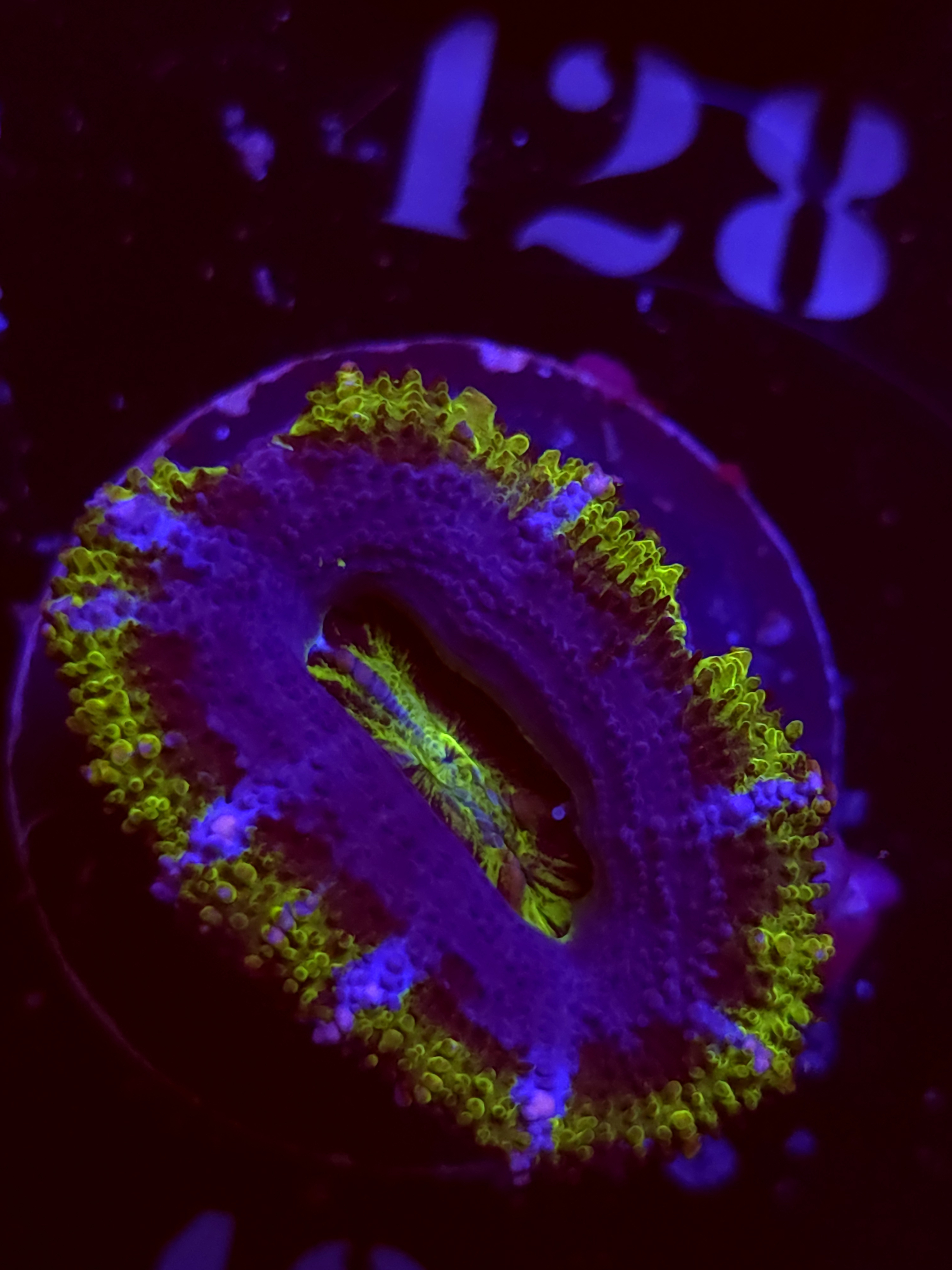 SBB "Mars Attack" Acan 1 Head