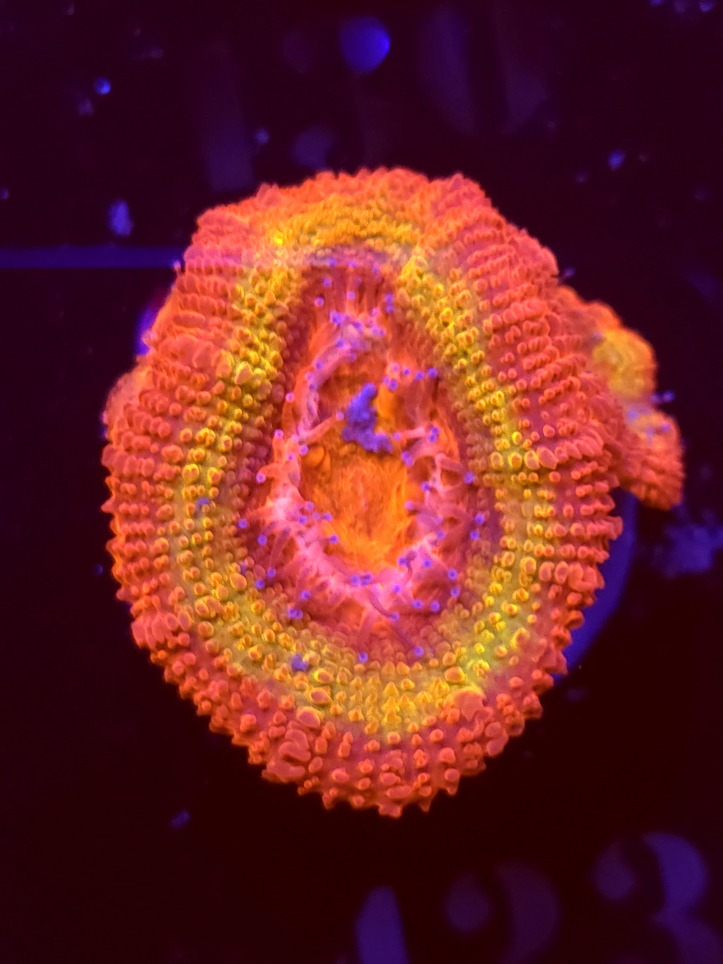 SBB "Black Hole Sun" Acan 2 Heads