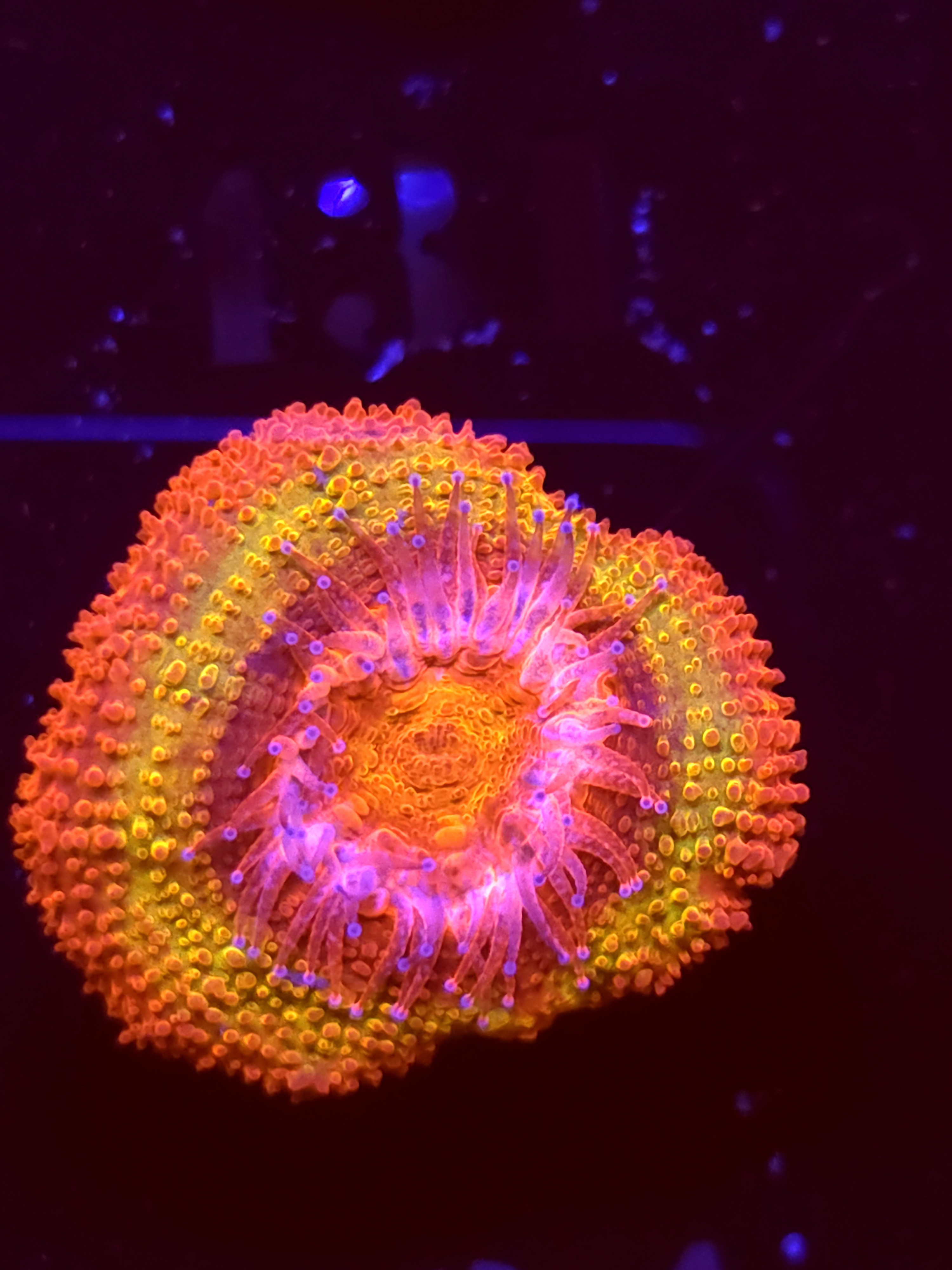 SBB "Black Hole Sun" Acan 1 Head