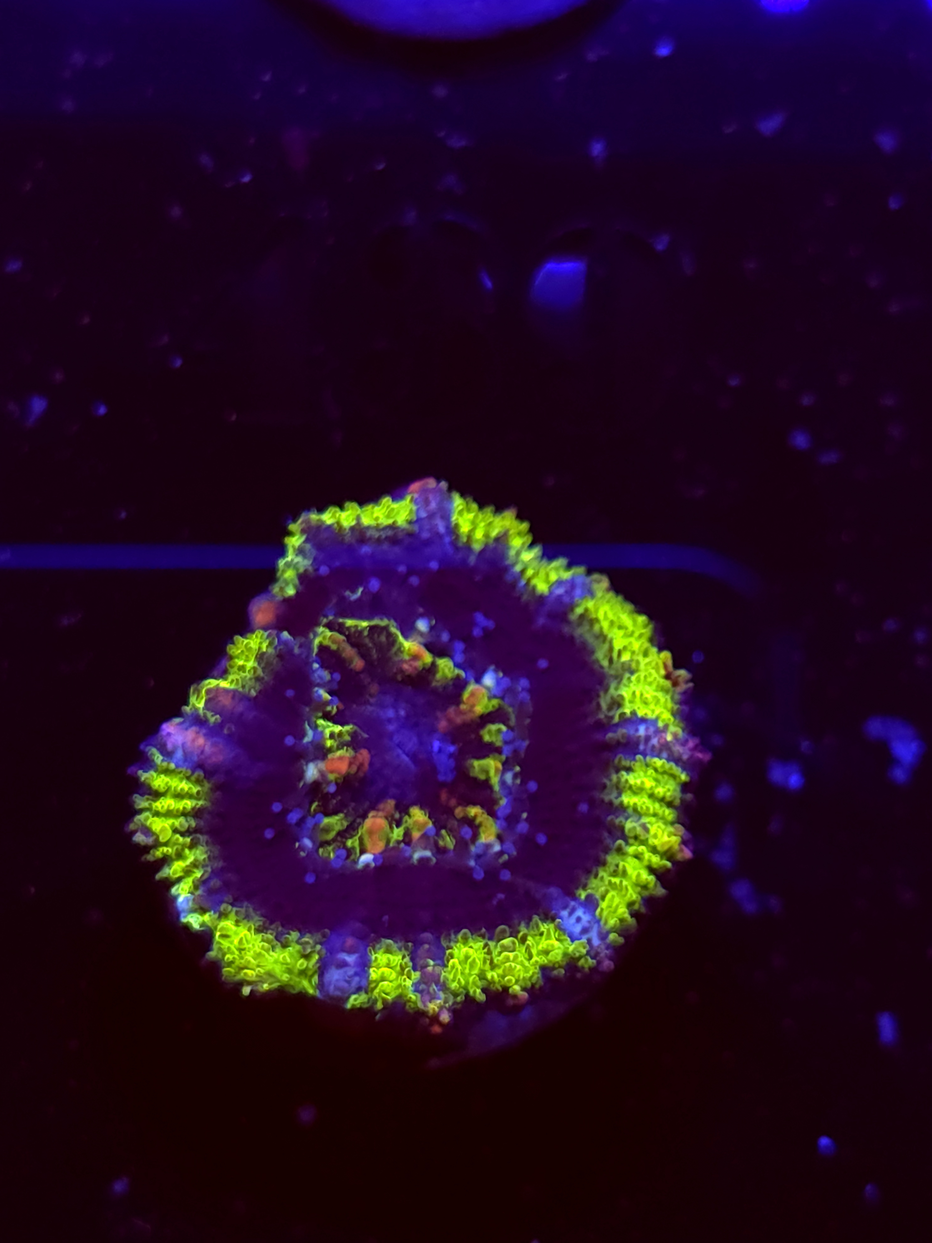 SBB "Cosmic Sugar" Acan 1 Head