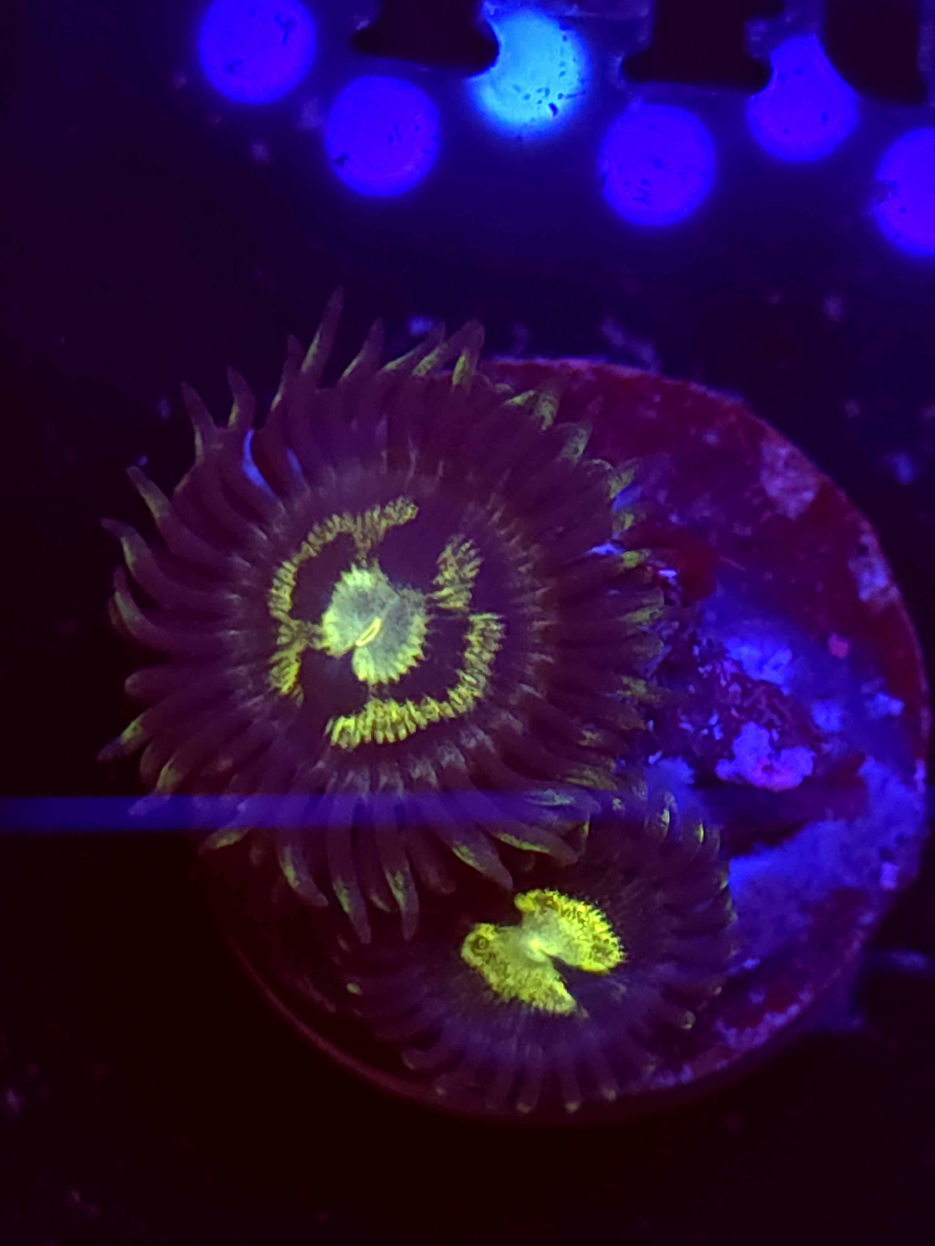 SBB "No Name" Zoa 2 Polyps