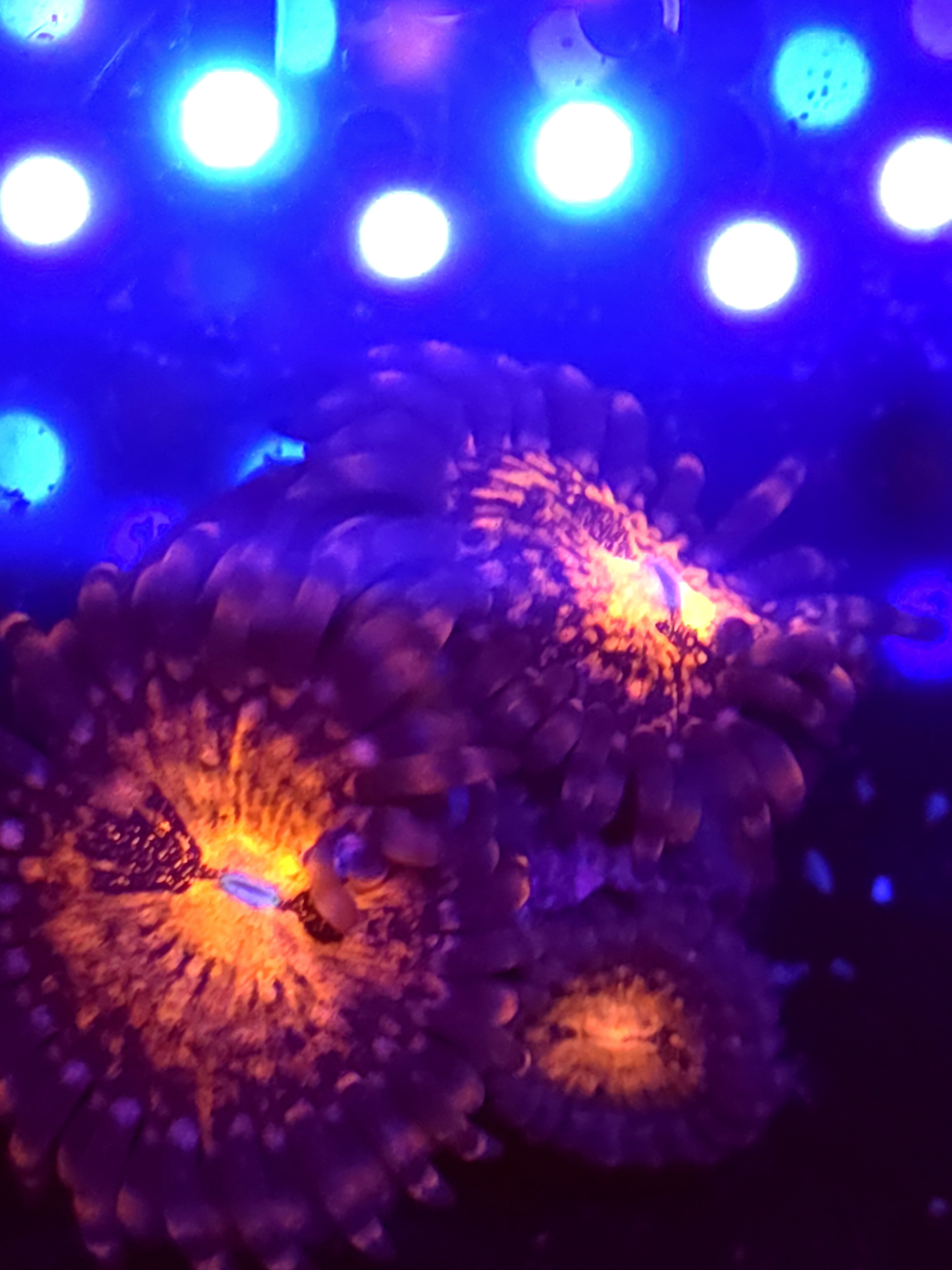 SBB "No Name" Zoa 3 Polyps